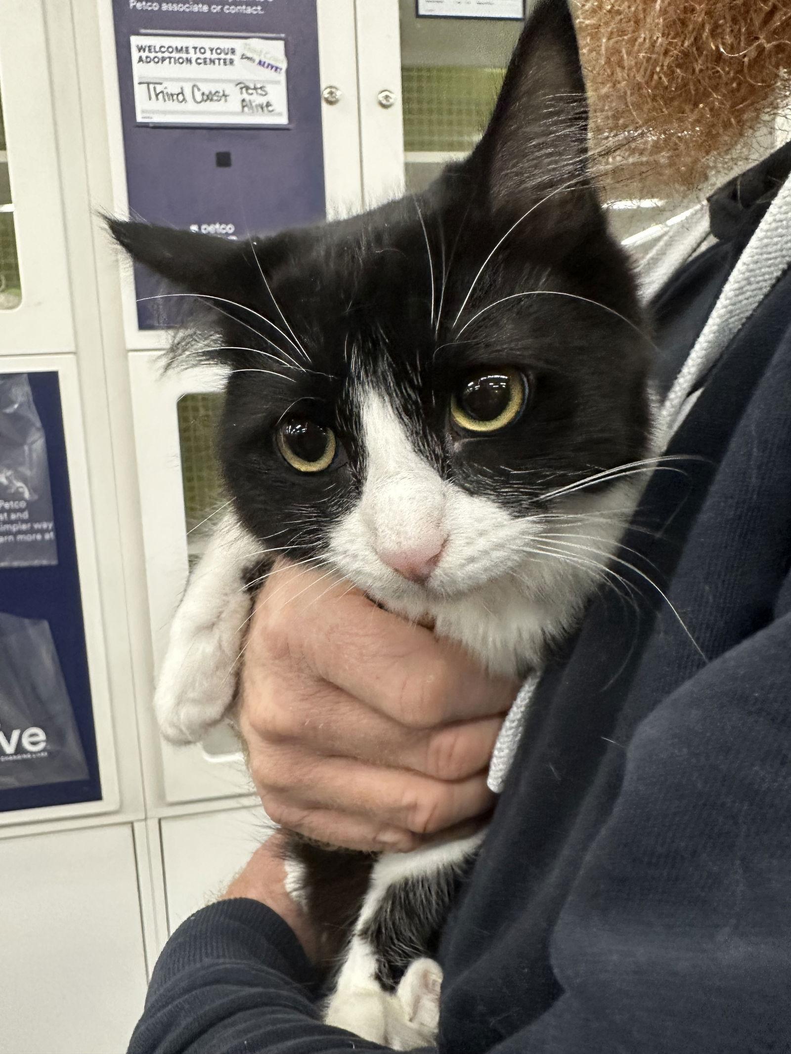 Daisy, Adoptable, Young Female Tuxedo & Domestic Long Hair.