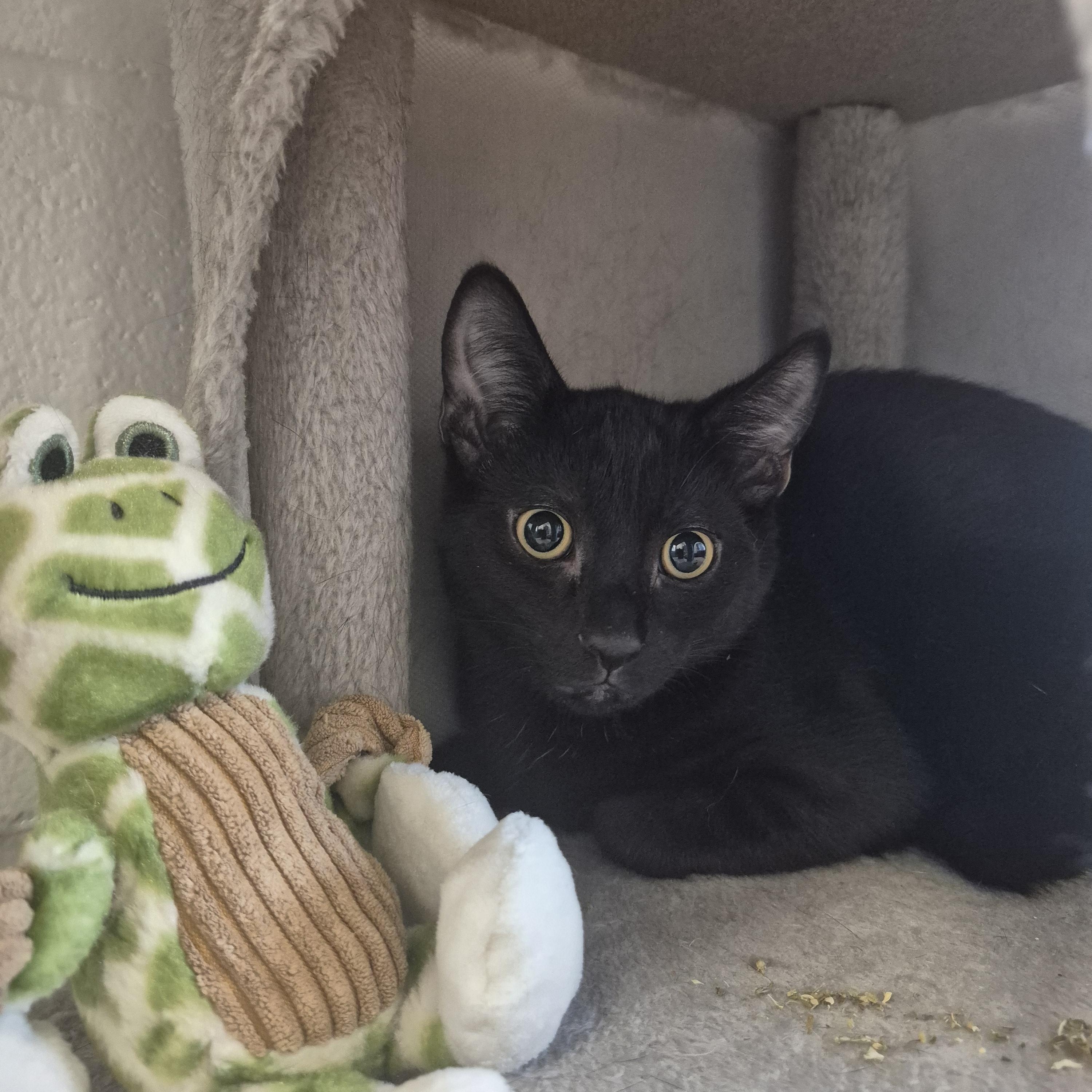 Bubba, Adoptable, Kitten Male Domestic Short Hair.