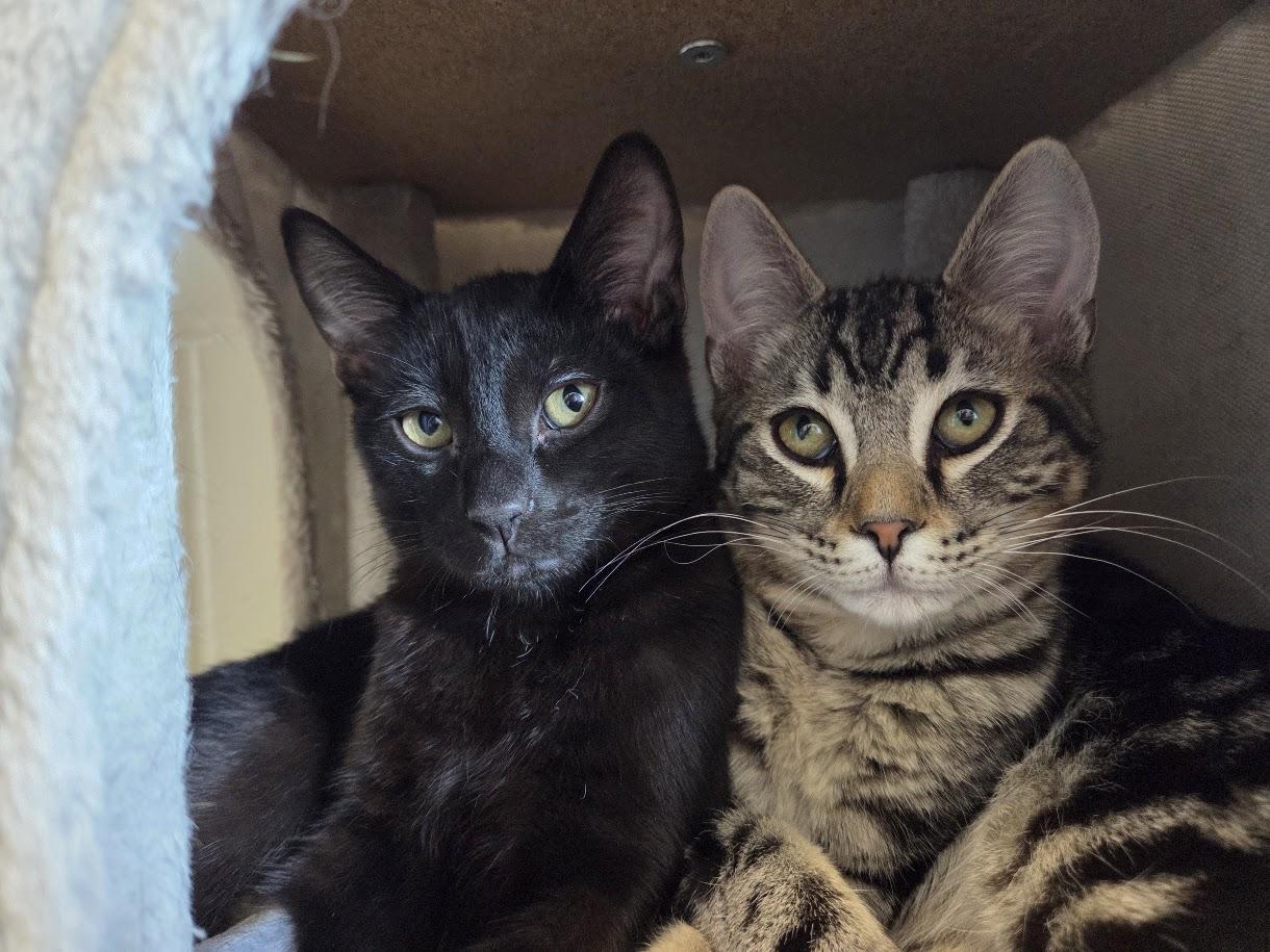 Enlarge Bubba, a Adoptable Domestic Short Hair in New Westminster, BC image 2/2