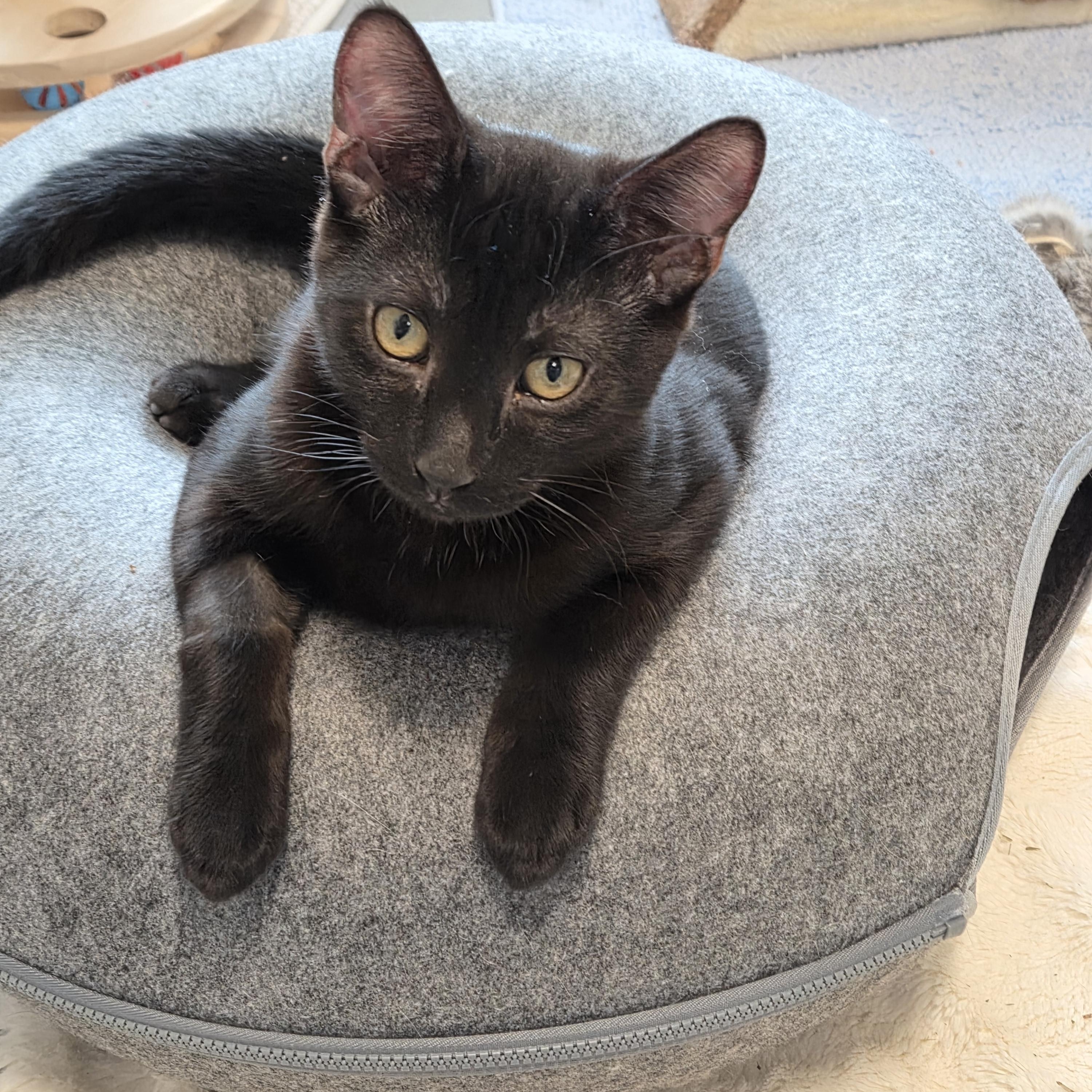 Bubba, adopted, Kitten Male Domestic Short Hair.