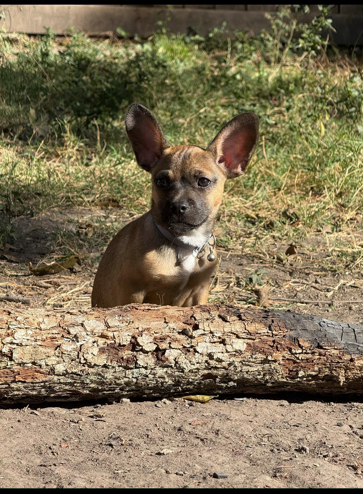 Auto, adopted, Puppy Male French Bulldog & Chihuahua.