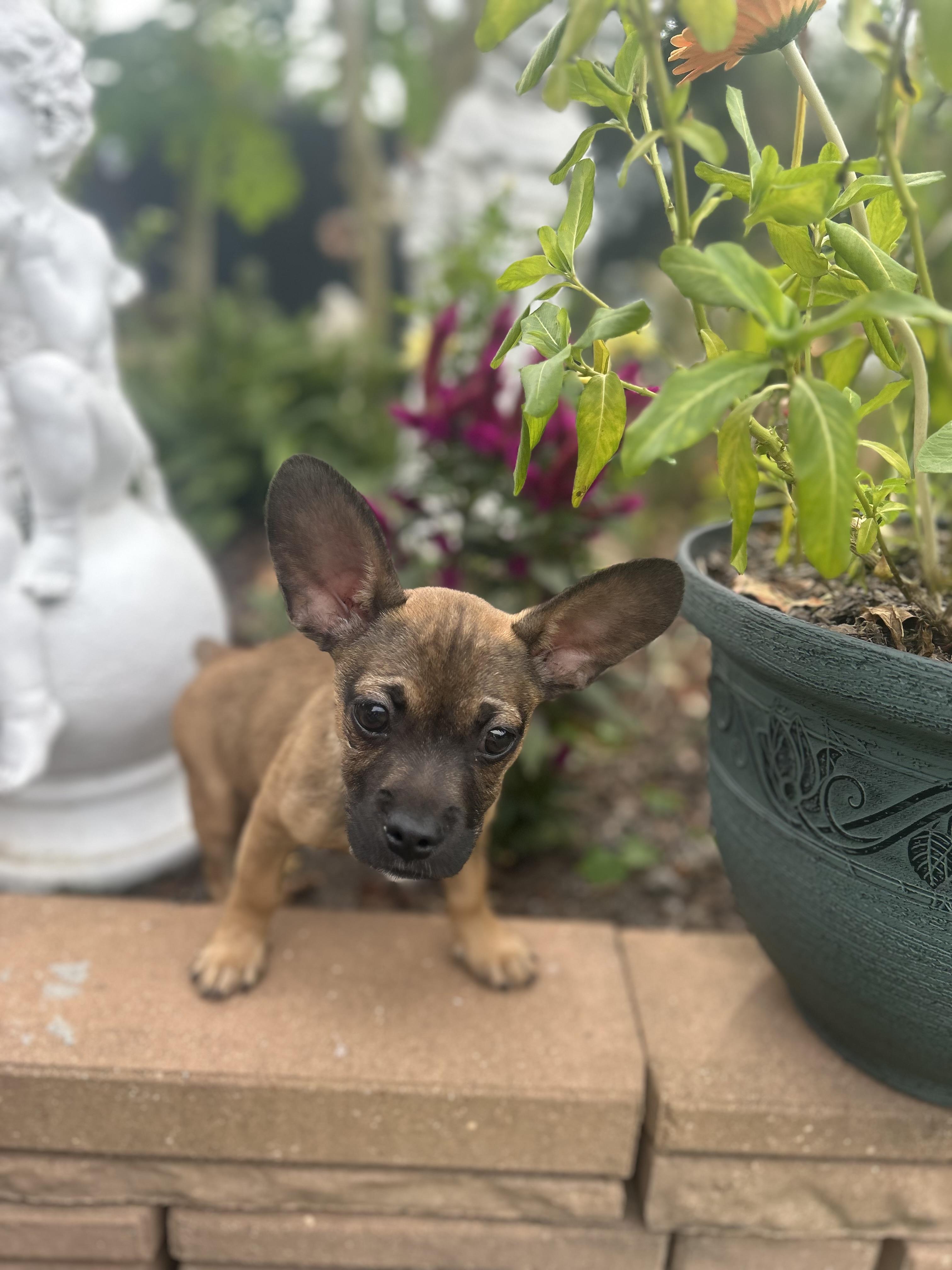 Auto, an adopted mixed breed in Houston, TX image 2/3