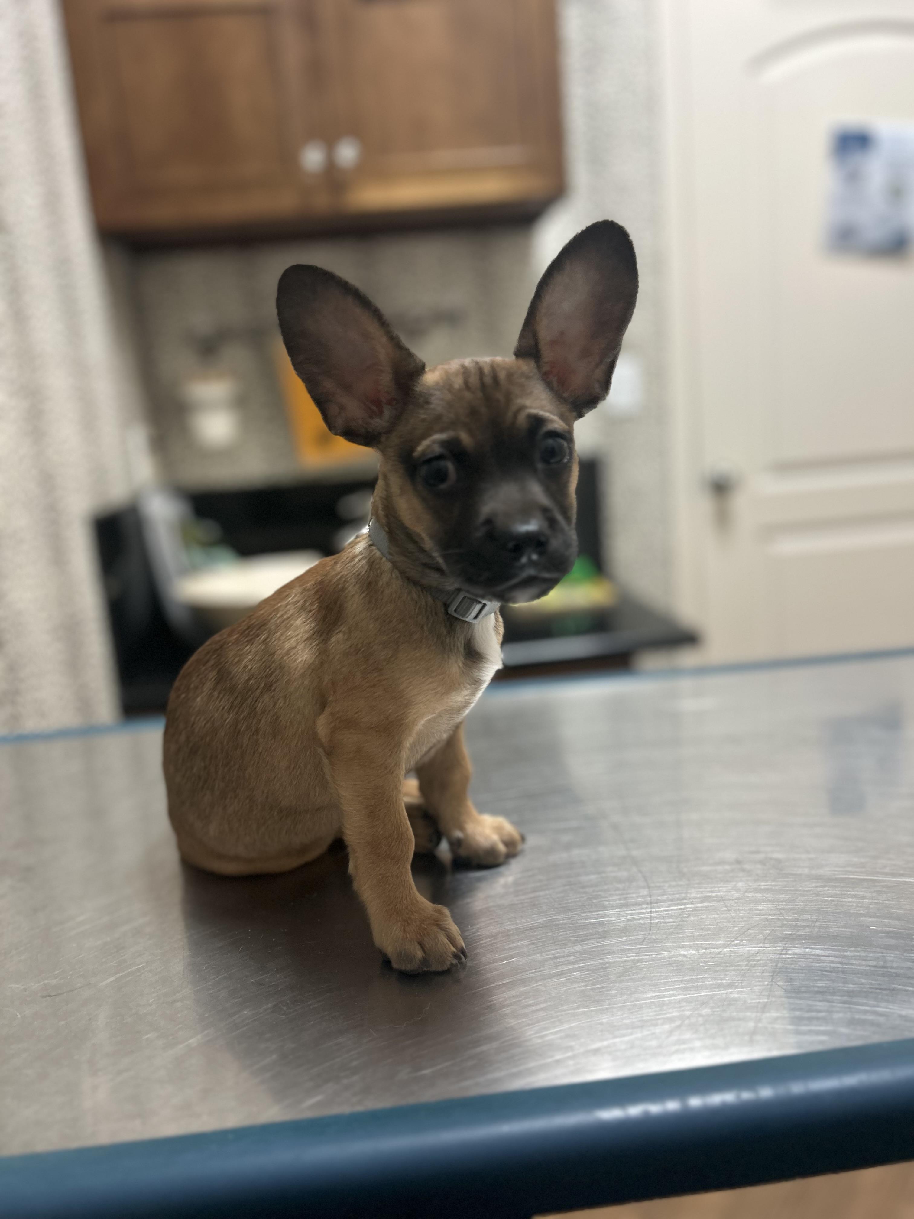 Auto, an adopted mixed breed in Houston, TX image 3/3