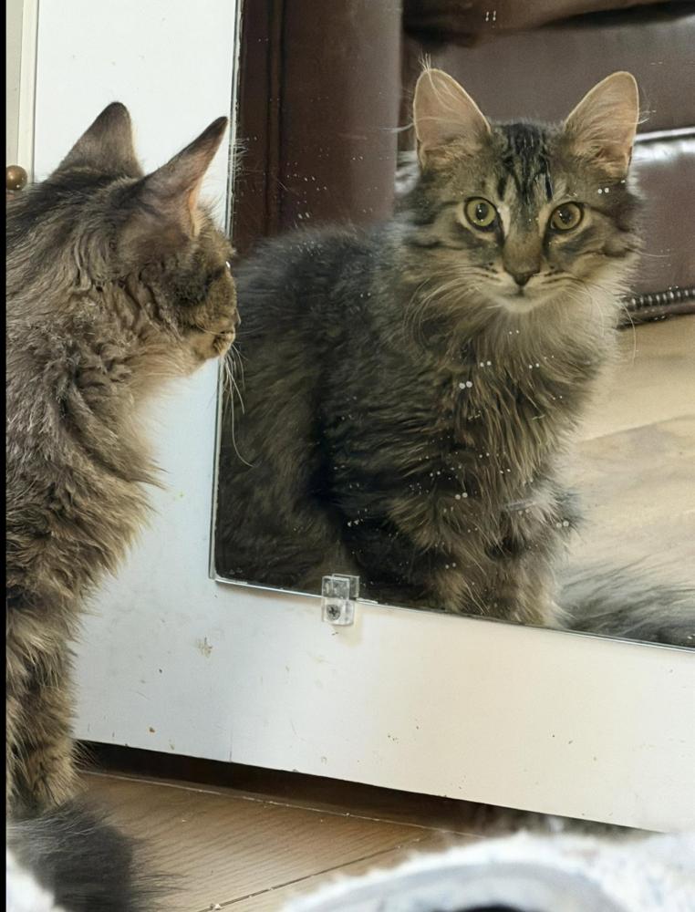 Schitt's Creek: Johnny Rose, a Adoptable mixed breed in Warren, CT image 4/6