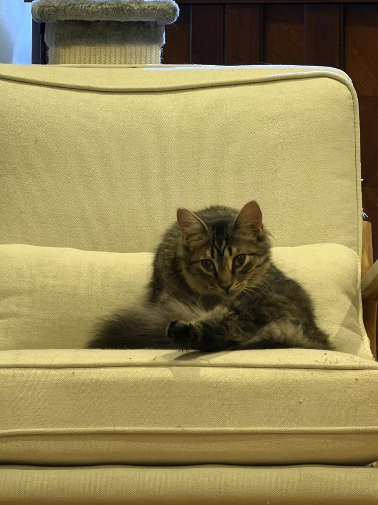 Schitt's Creek: Johnny Rose, a Adoptable mixed breed in Warren, CT image 5/6