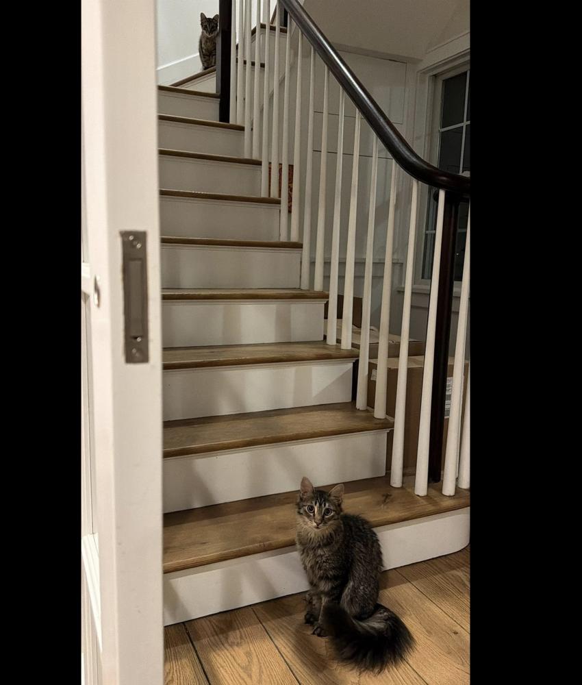 Schitt's Creek: Johnny Rose, a Adoptable mixed breed in Warren, CT image 6/6