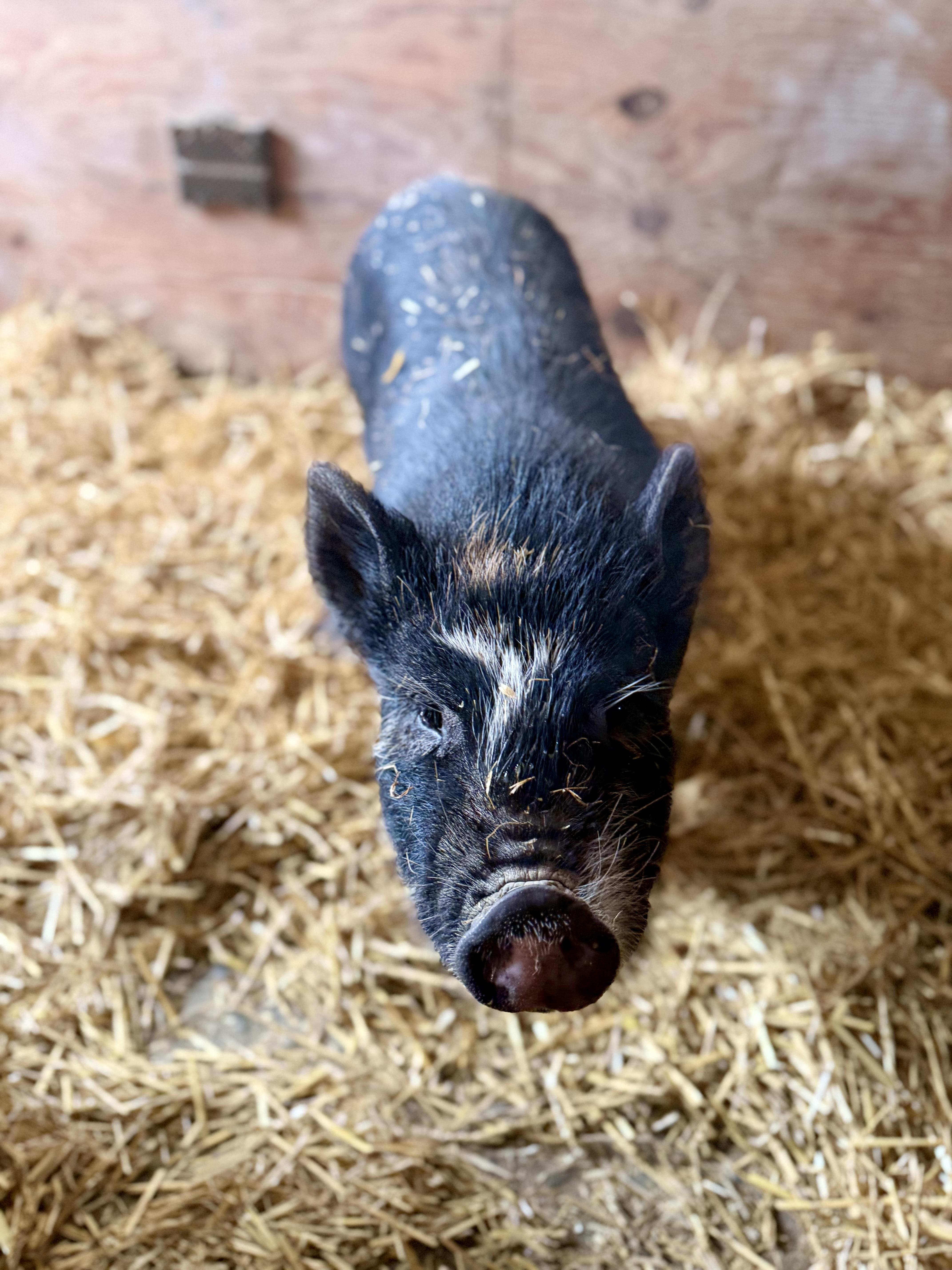 Pike, adopted, Baby Male Pot Bellied.