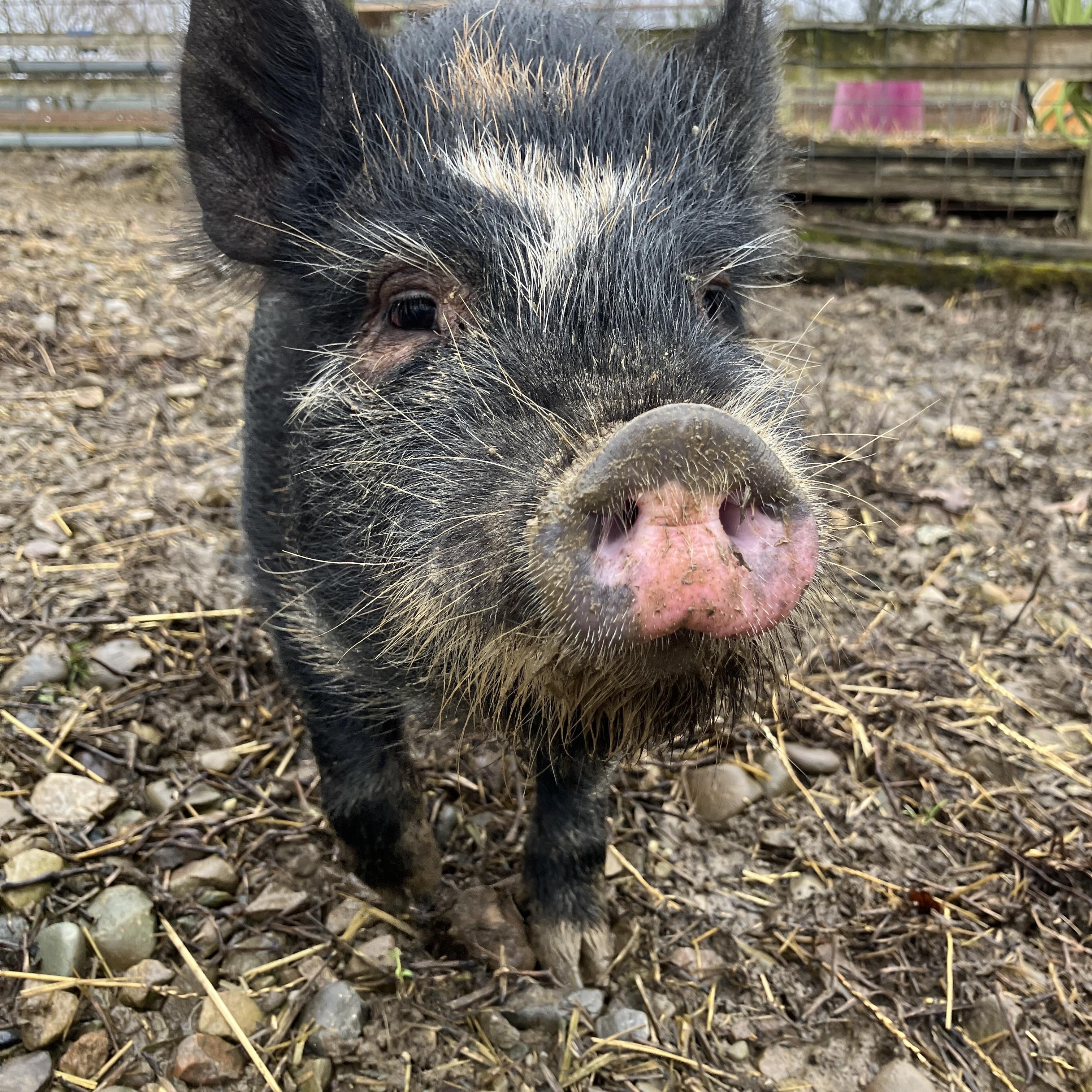 Enlarge Pike, an adopted mixed breed in Ravenna, OH image 2/2