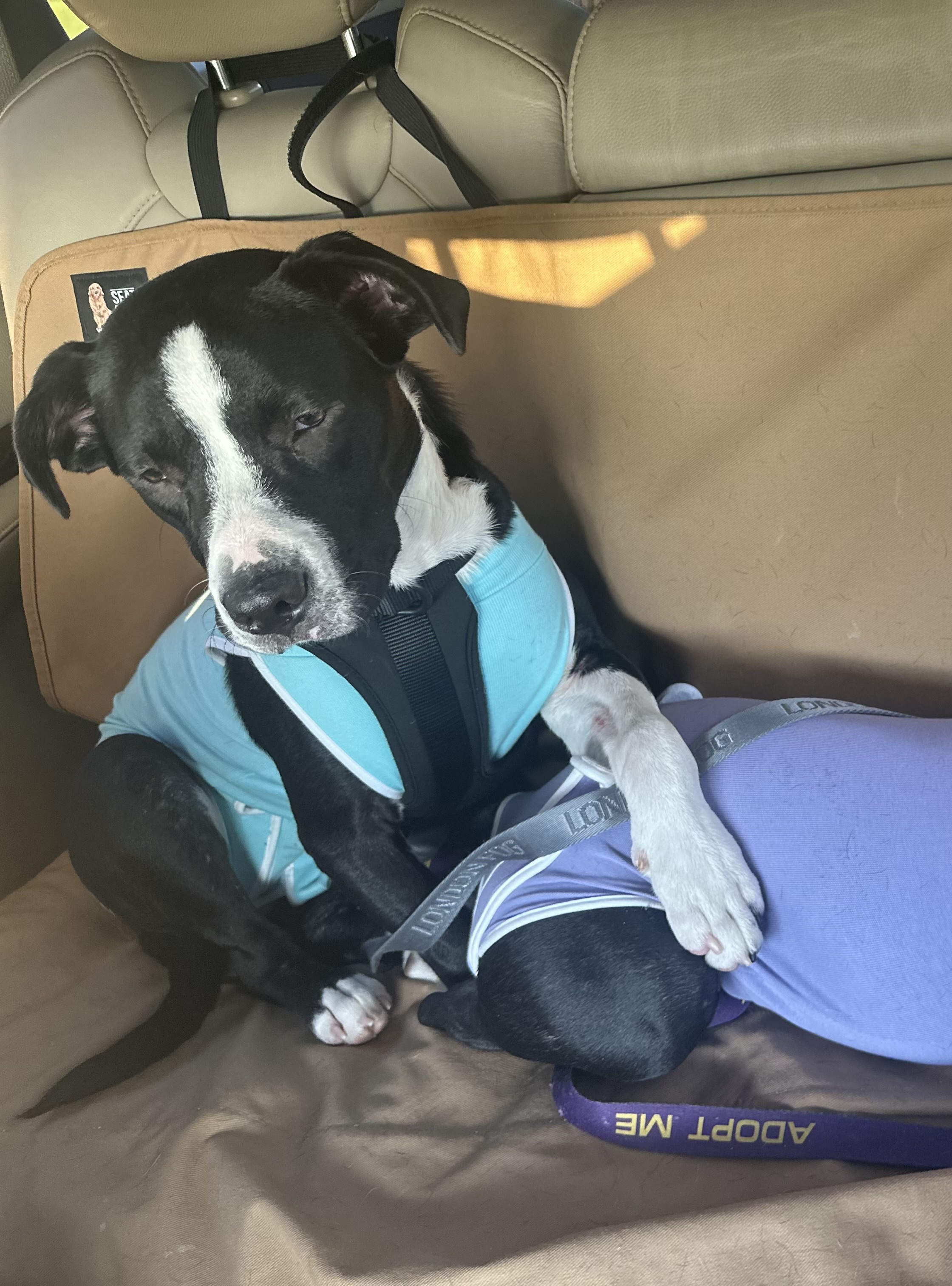 Enlarge Oreo, a Adopted mixed breed in Lynn Haven, FL image 1/4