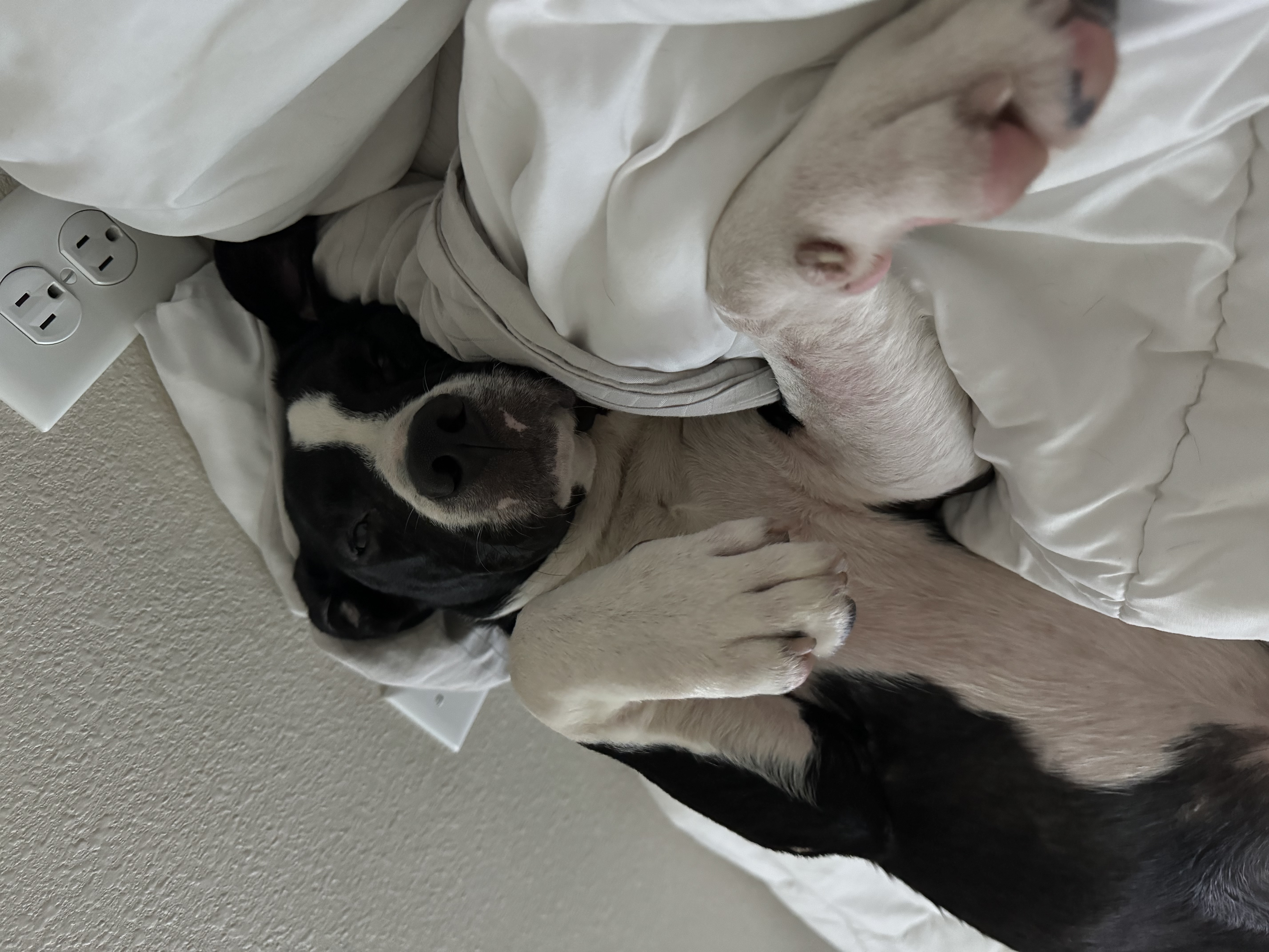 Enlarge Oreo, a Adopted mixed breed in Lynn Haven, FL image 2/4