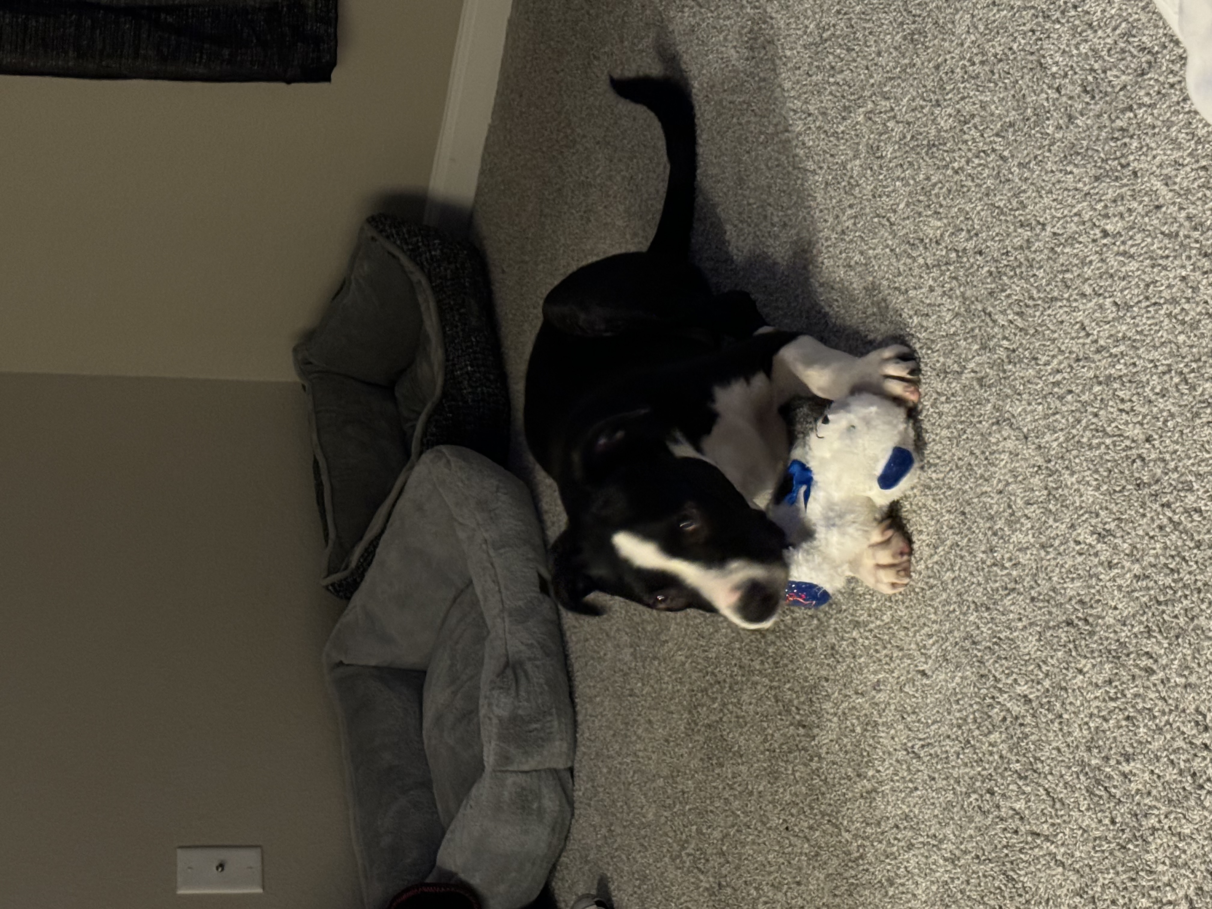 Enlarge Oreo, a Adopted mixed breed in Lynn Haven, FL image 3/4