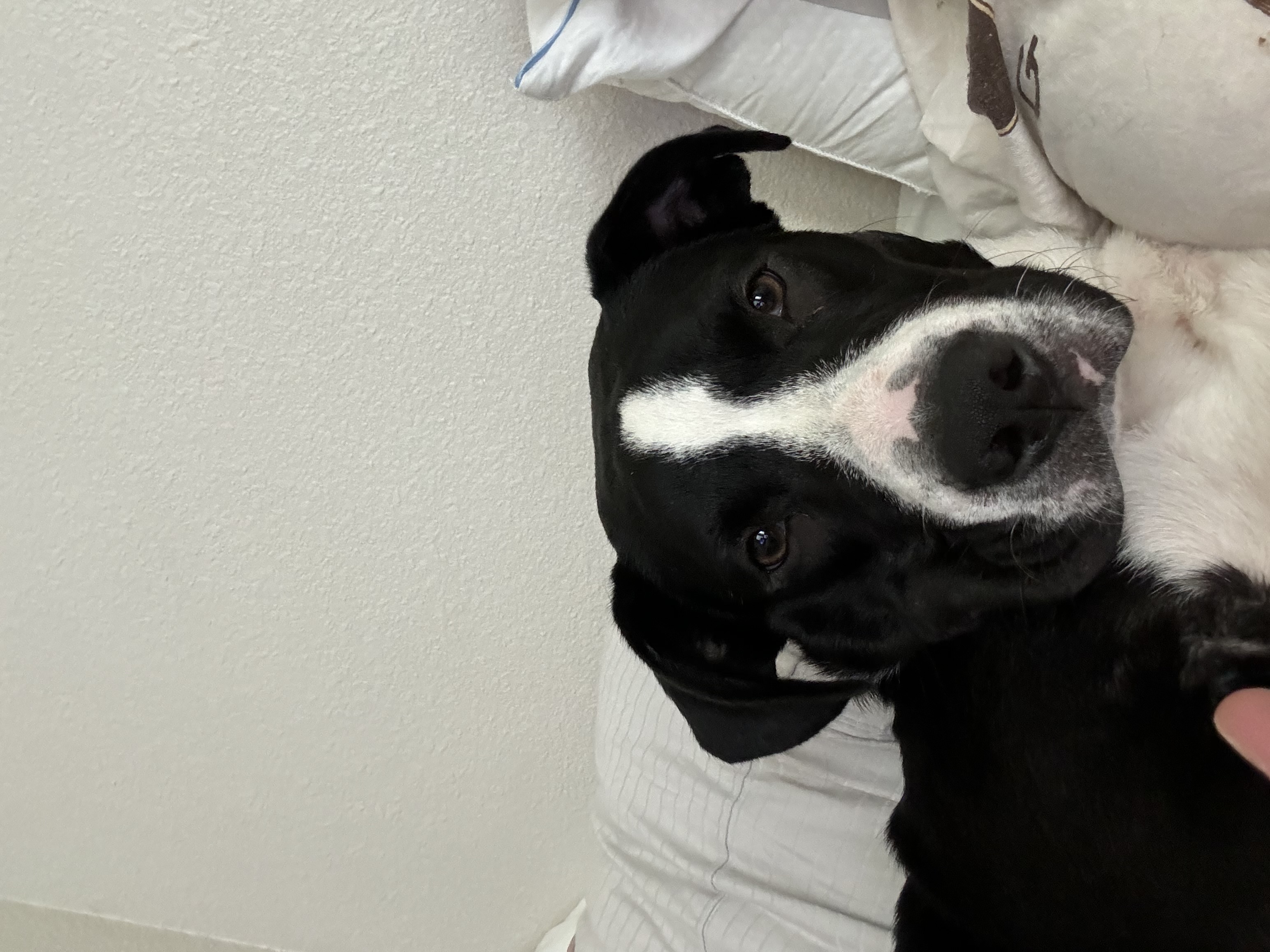 Enlarge Oreo, a Adopted mixed breed in Lynn Haven, FL image 4/4