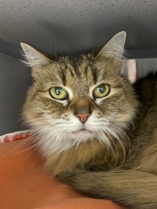 Enlarge Mia, a ADOPTABLE Domestic Long Hair in Lewiston, ME image 1/1