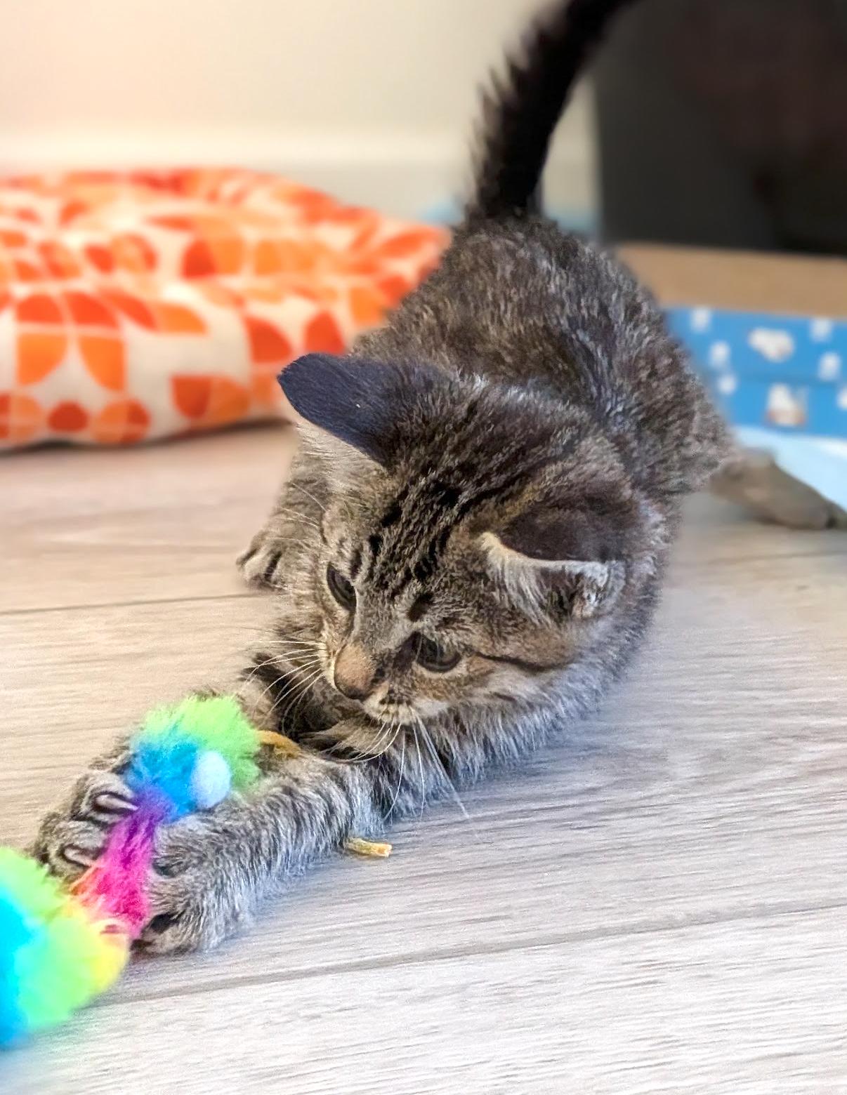 Turbo, a ADOPTABLE Domestic Short Hair in Diamond Bar, CA image 2/3