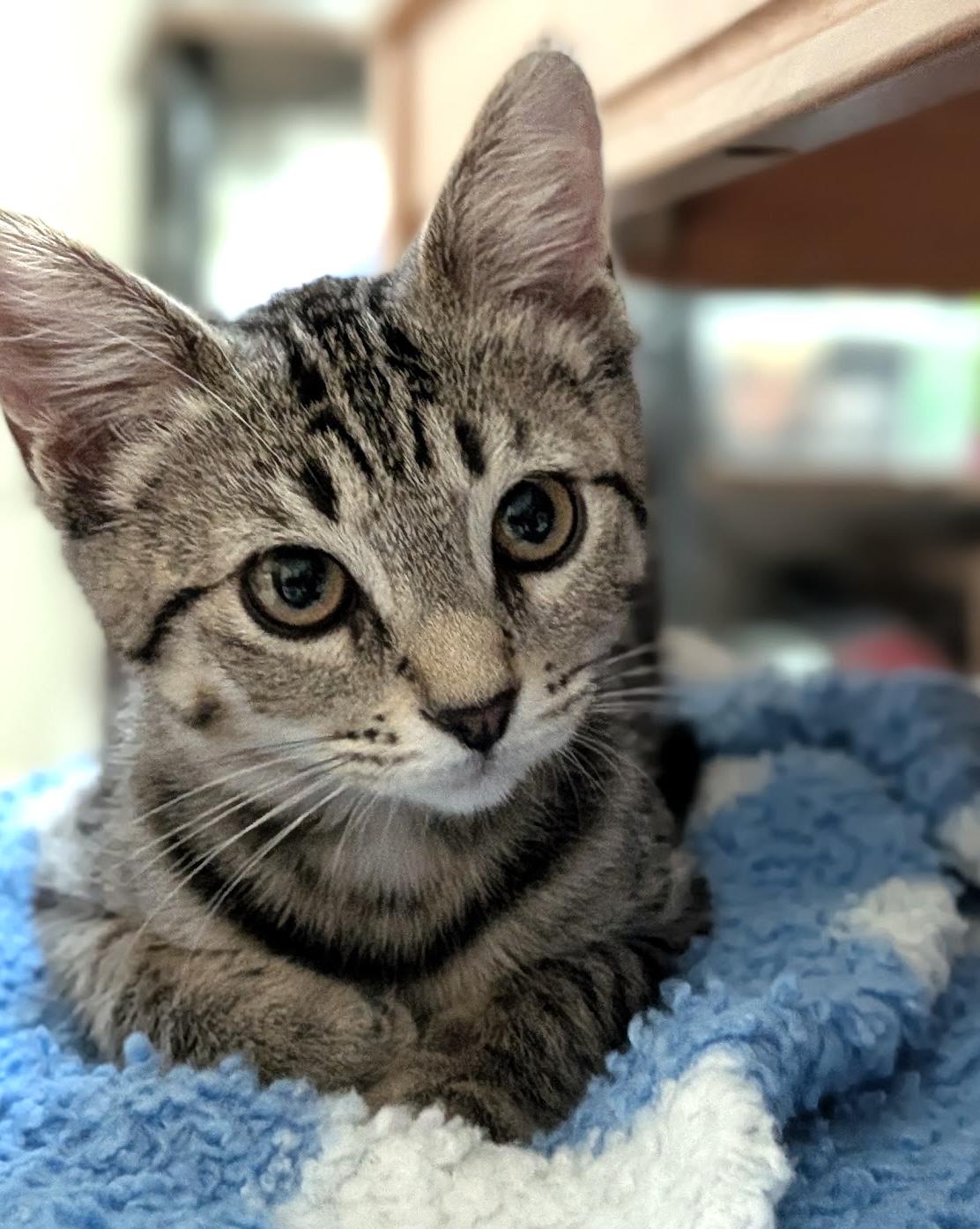 Turbo, ADOPTABLE, Kitten Male Domestic Short Hair.