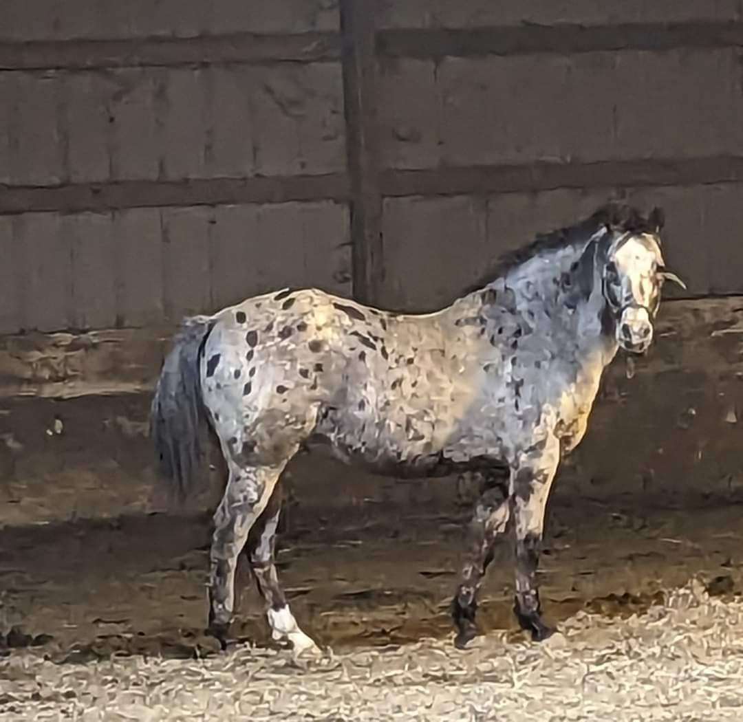 Chippewa , Adopted, Senior Male Appaloosa.