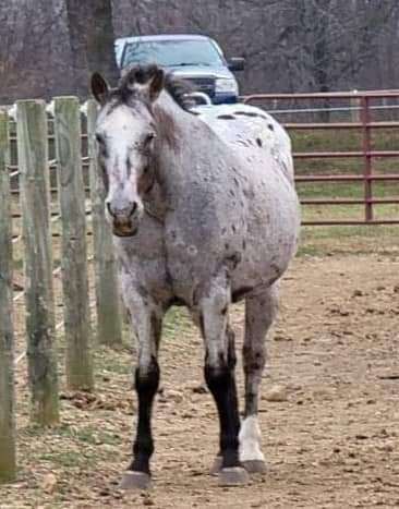 Enlarge Chippewa , a Adopted Appaloosa in Toledo, OH image 2/3