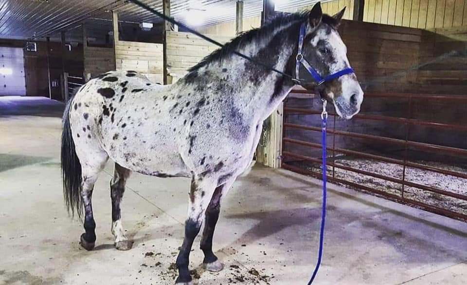 Enlarge Chippewa , a Adopted Appaloosa in Toledo, OH image 3/3