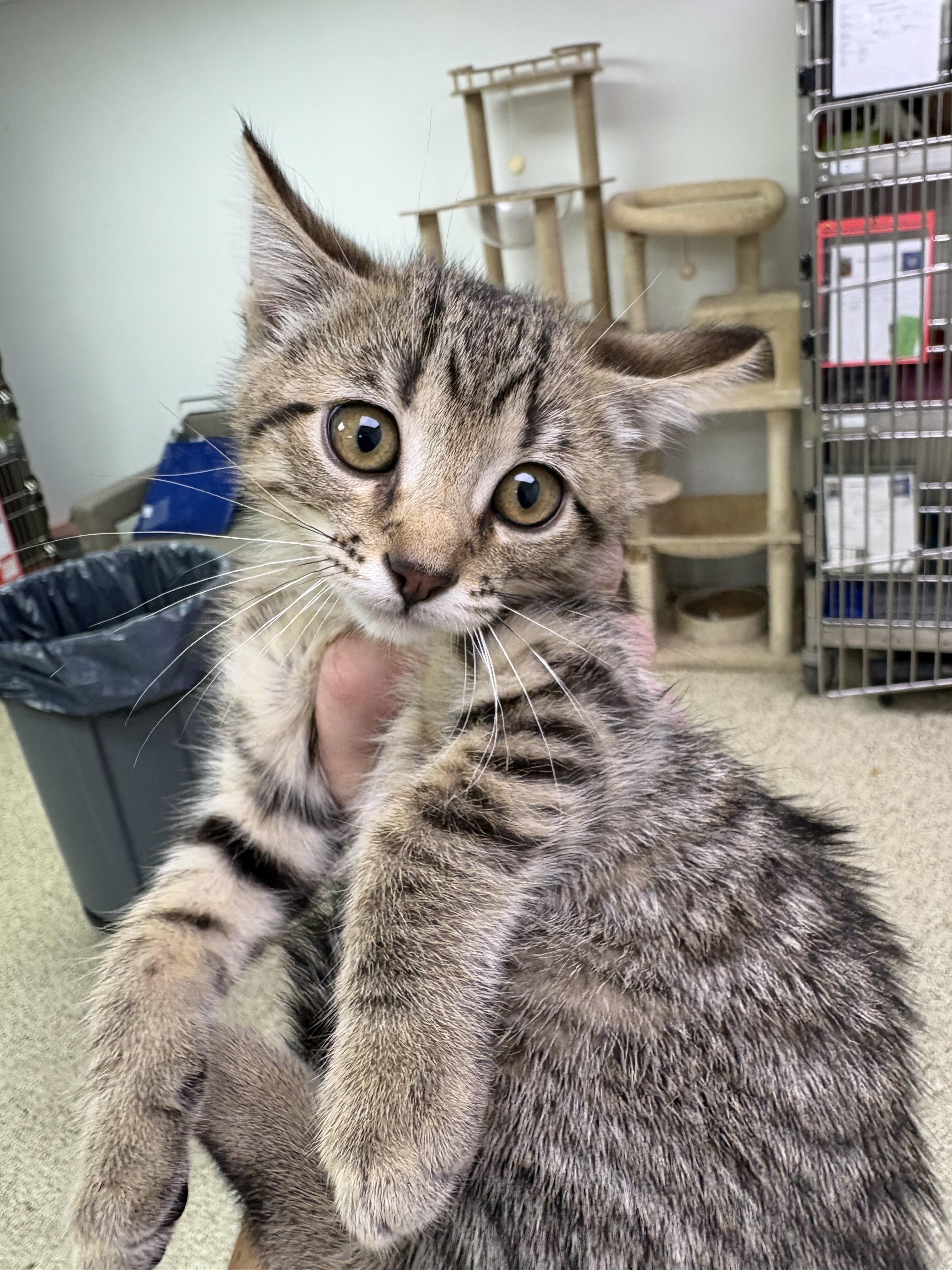 Hector, Adoptable, Kitten Male Domestic Short Hair.