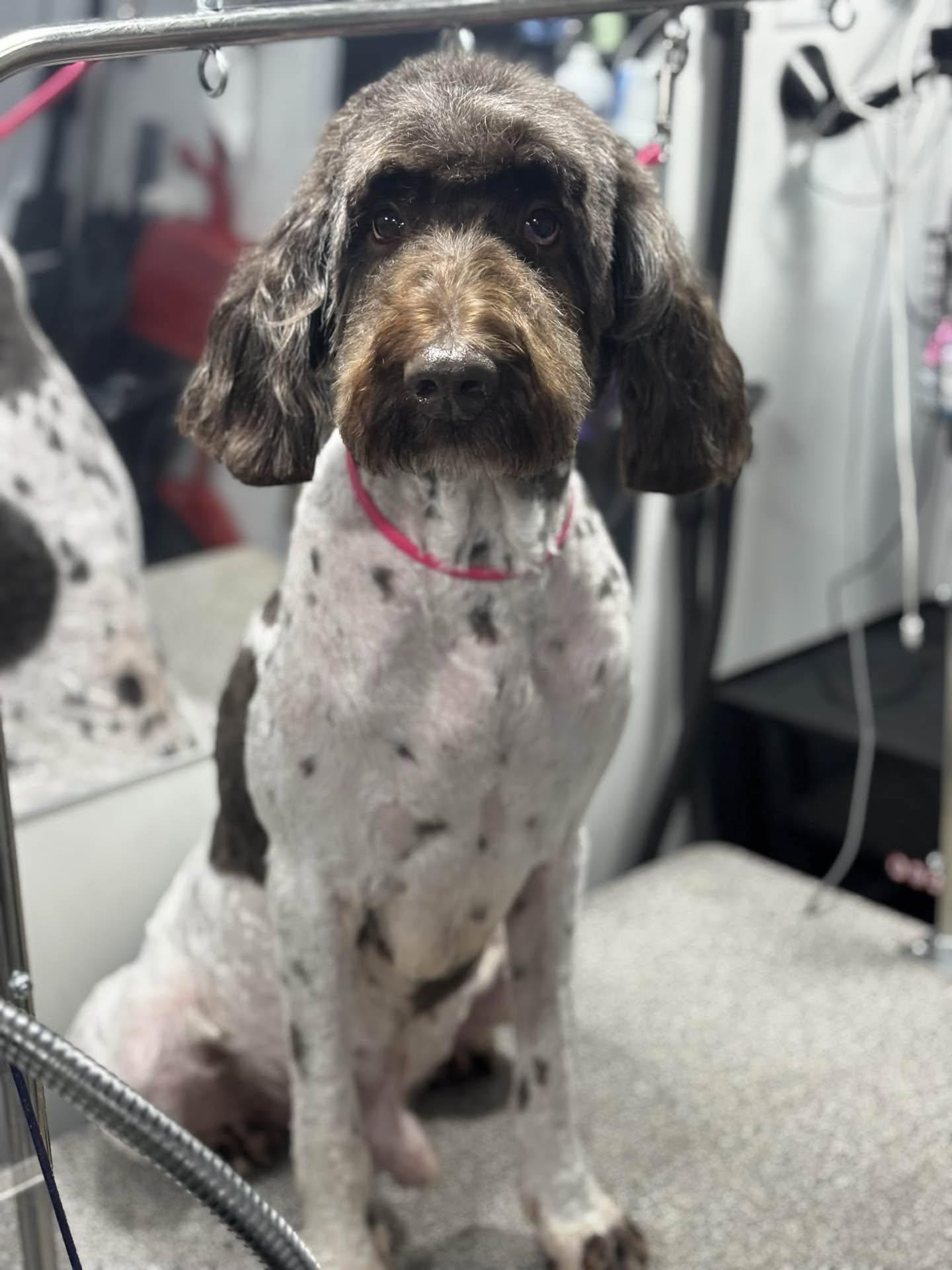 Asher, ADOPTABLE, Adult Male English Springer Spaniel & Standard Poodle.
