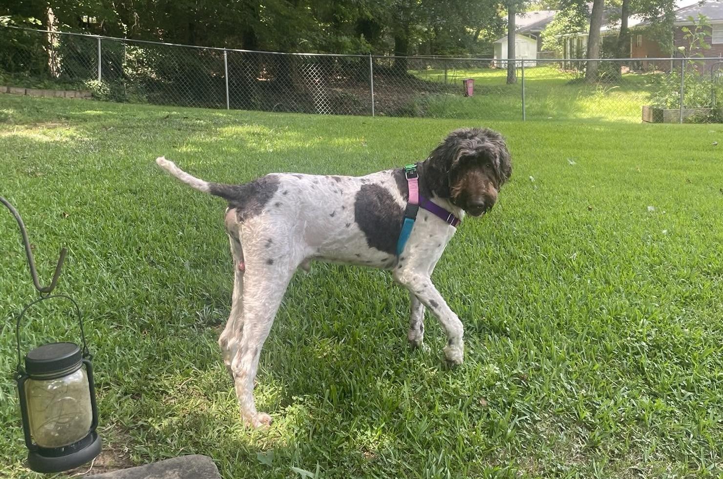 Asher, a ADOPTABLE mixed breed in East Point, GA image 3/4