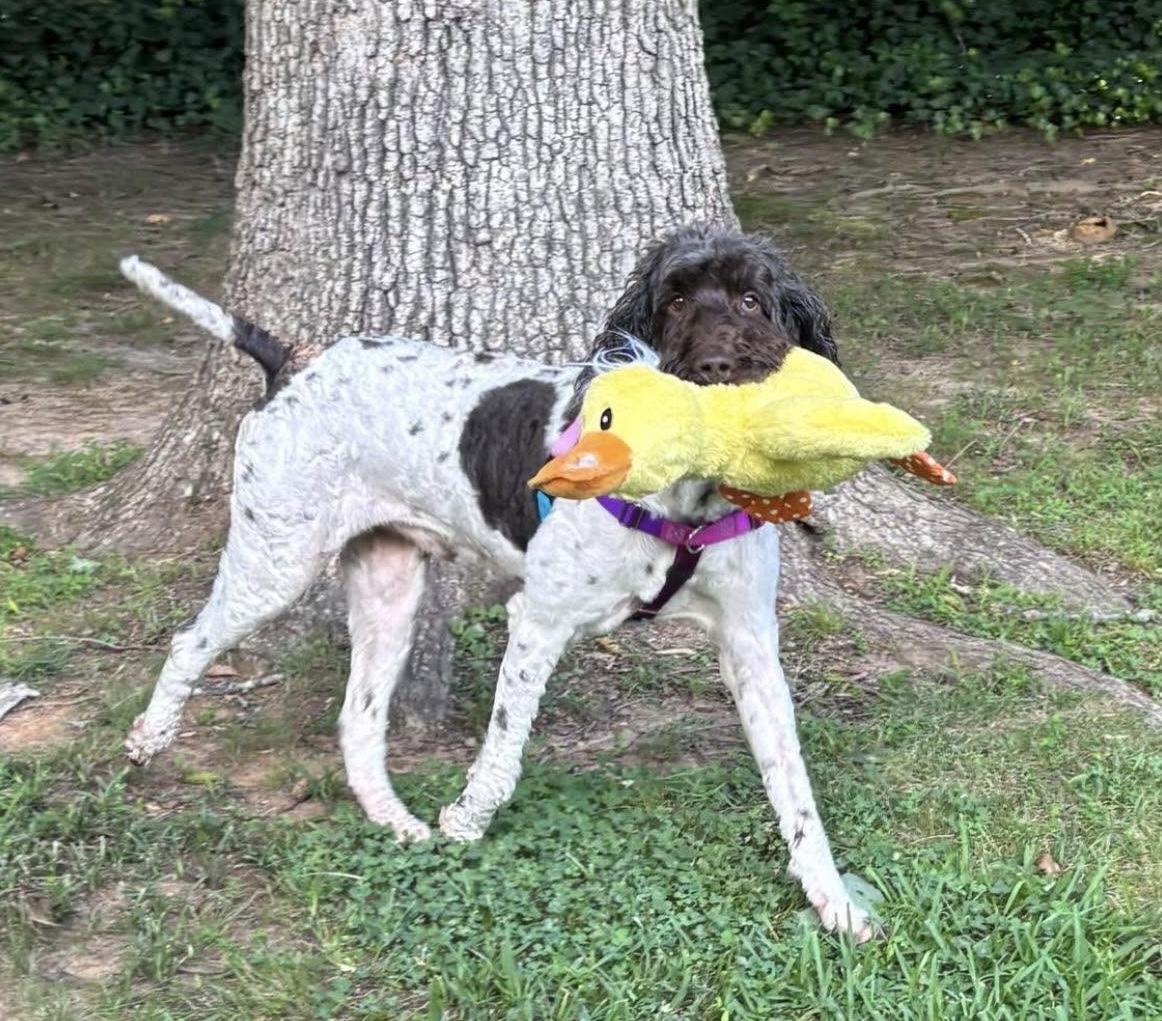 Asher, ADOPTABLE, Adult Male Labradoodle.