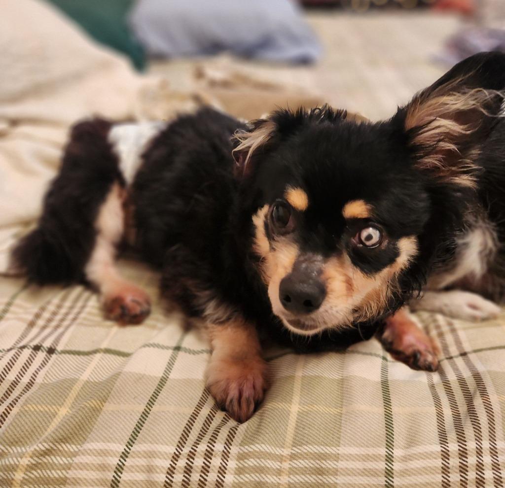Enlarge Stevie (In Foster), a Adoptable mixed breed in New Orleans, LA image 3/6