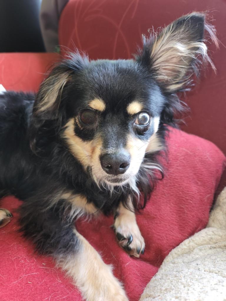 Enlarge Stevie (In Foster), a Adoptable mixed breed in New Orleans, LA image 5/6