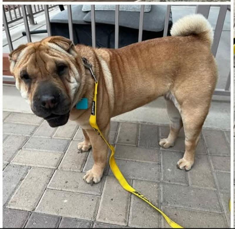 Mila AKA Dolce, Adoptable, Senior Female Shar-Pei.