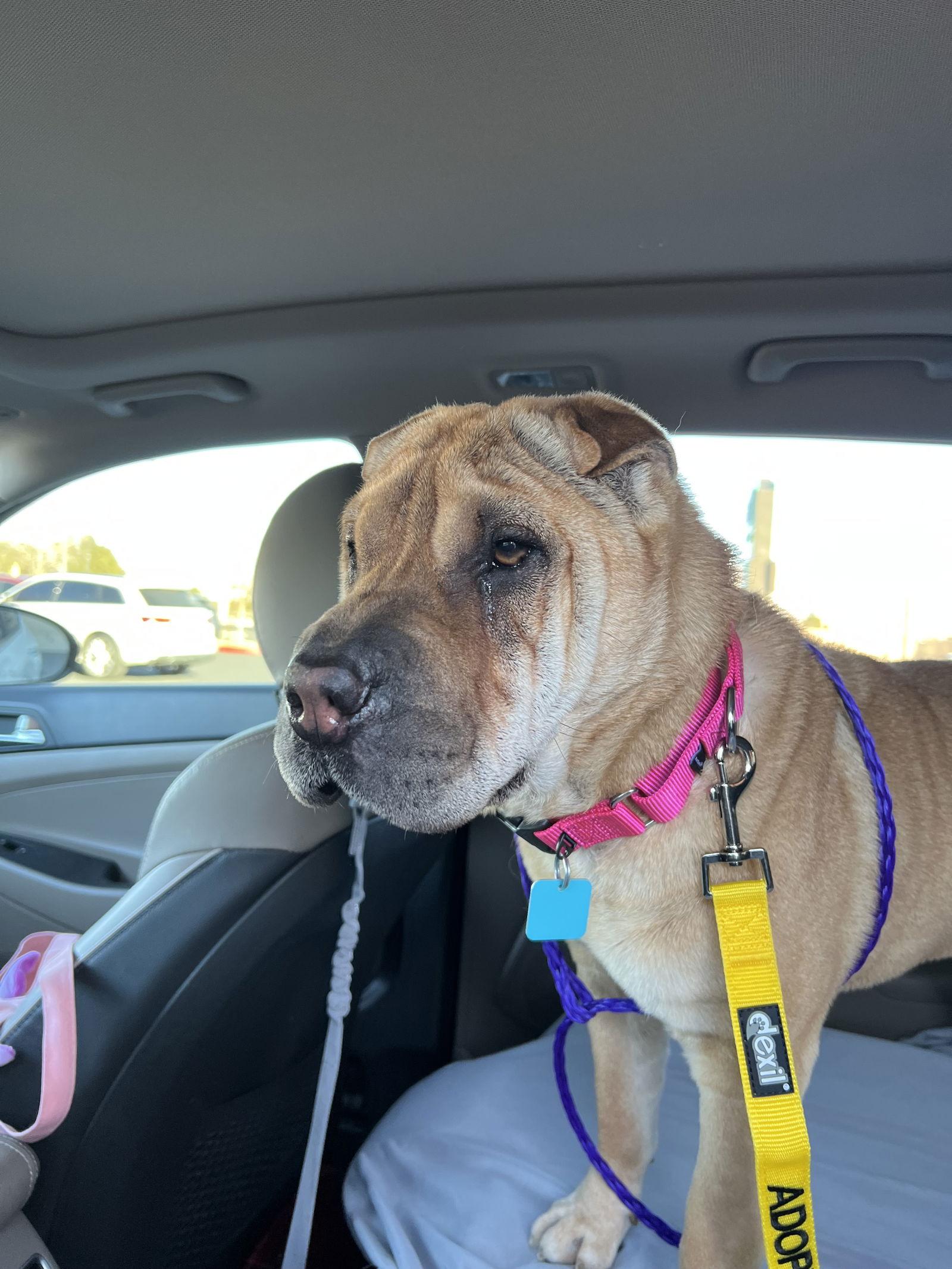 Enlarge Mila AKA Dolce, a Adoptable Shar-Pei in Las Vegas, NV image 2/3