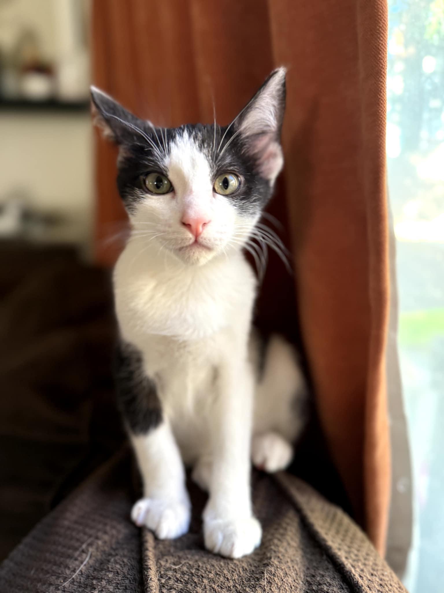 Roger, Adoptable, Young Male Tuxedo.
