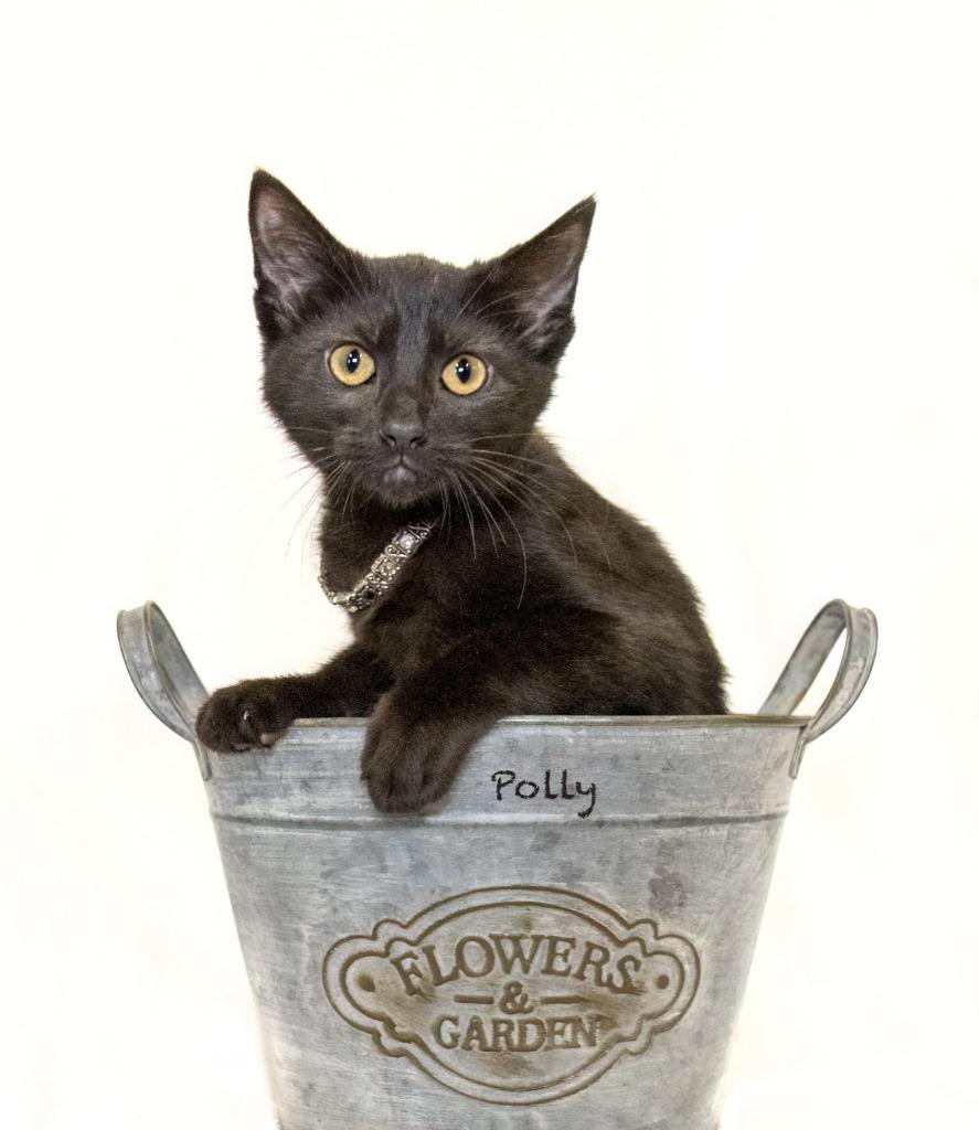 Polly, a Adoptable mixed breed in Hot Springs Village, AR image 1/2