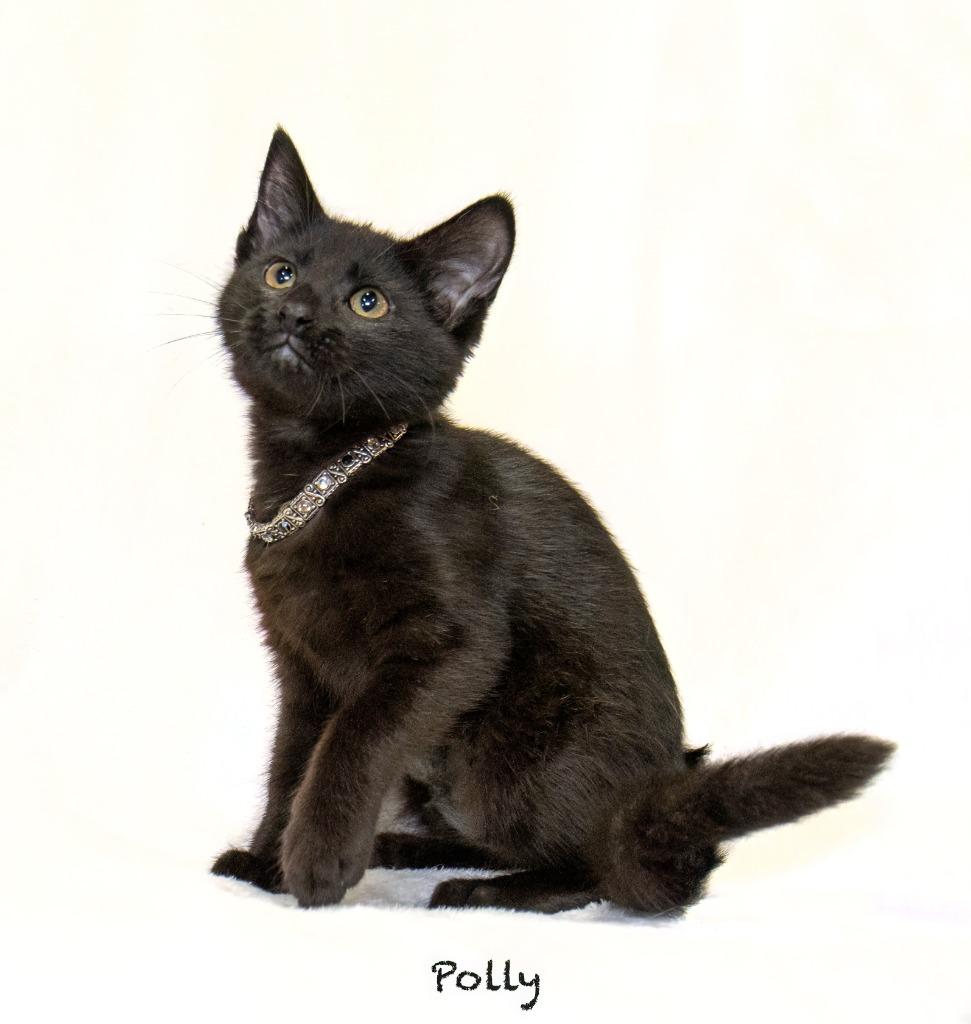 Polly, Adoptable, Kitten Female Domestic Medium Hair.