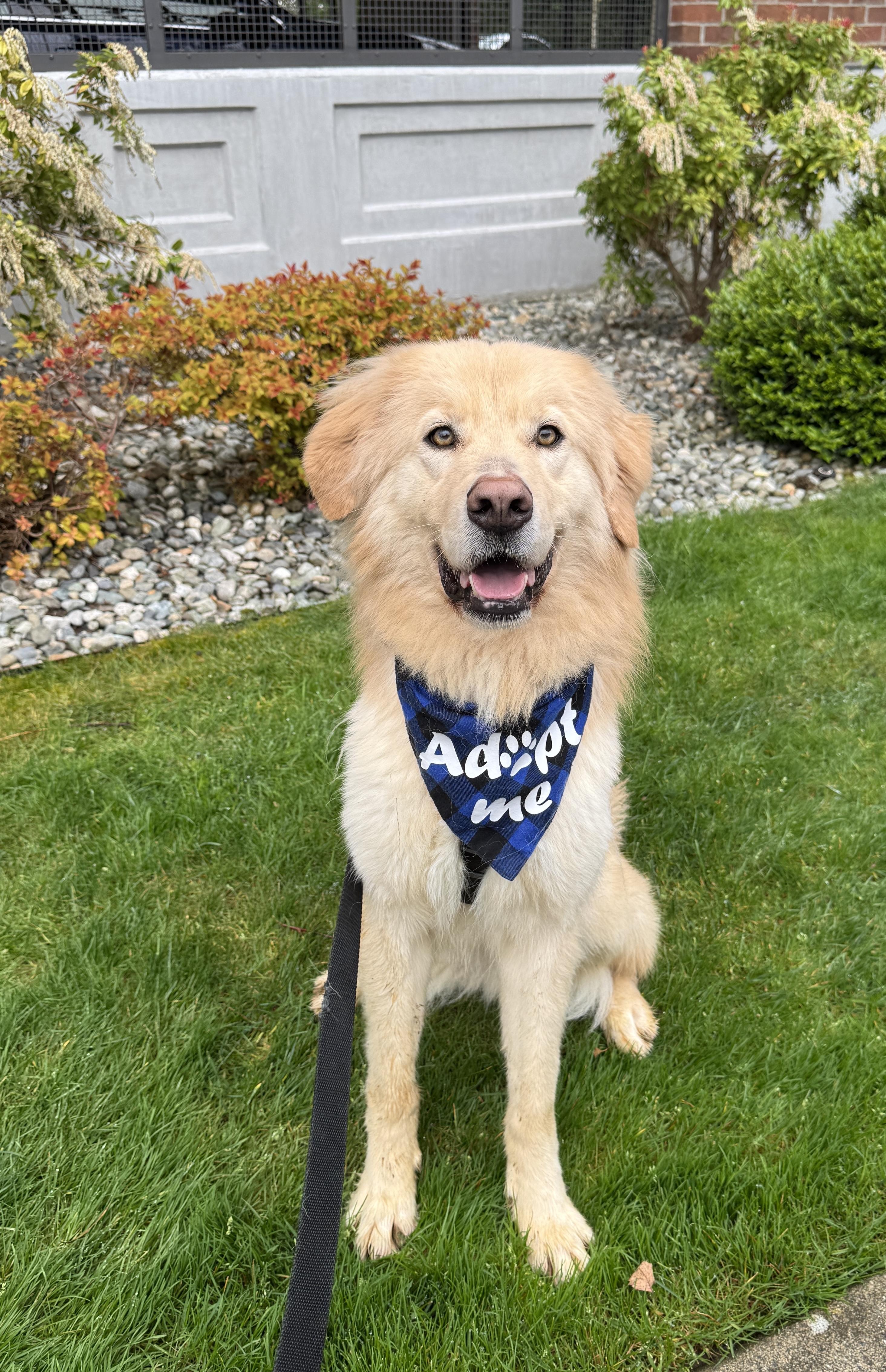 Marvin, a Adoptable mixed breed in lynnwood , WA image 5/6