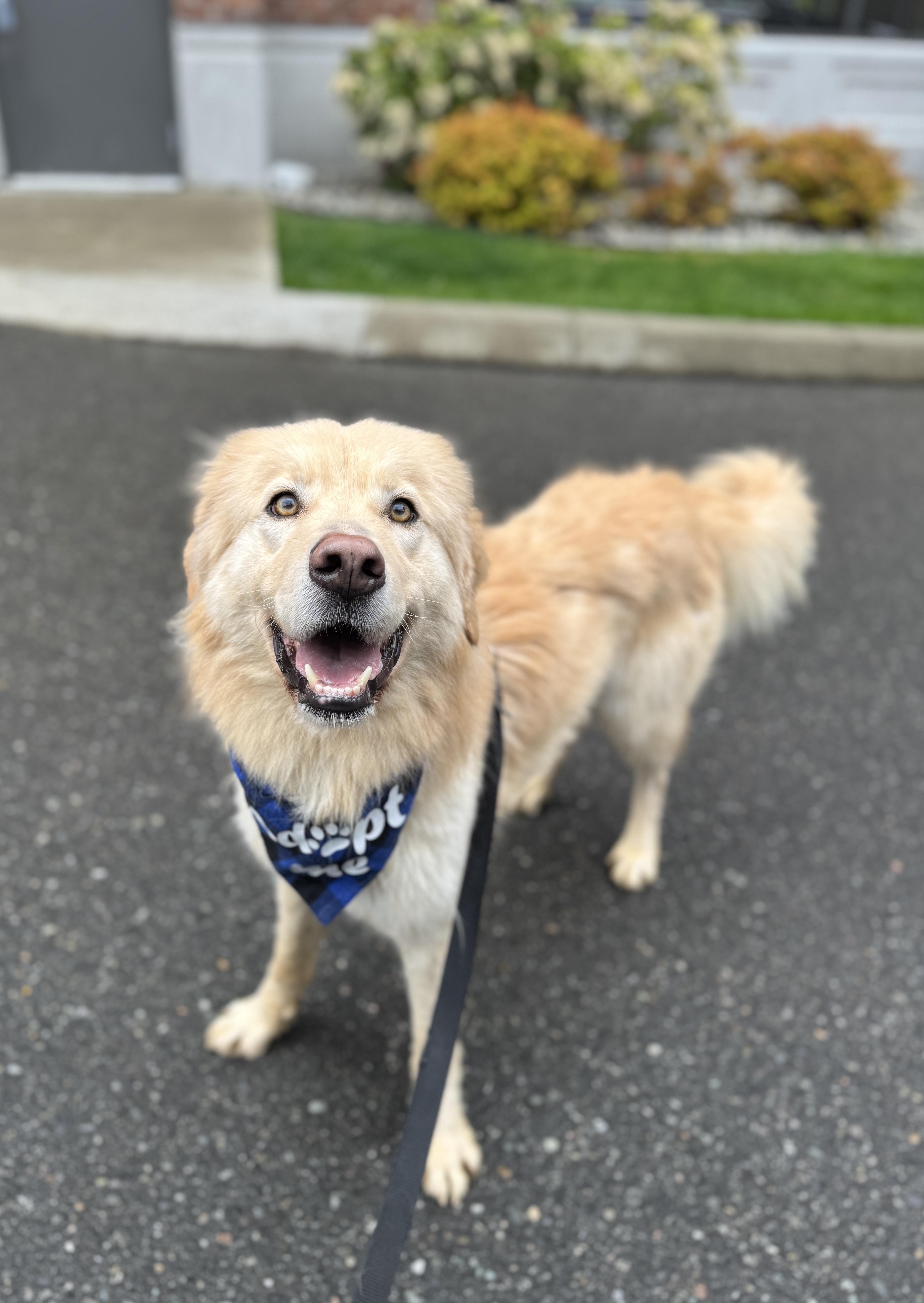 Marvin, a Adoptable mixed breed in lynnwood , WA image 4/6
