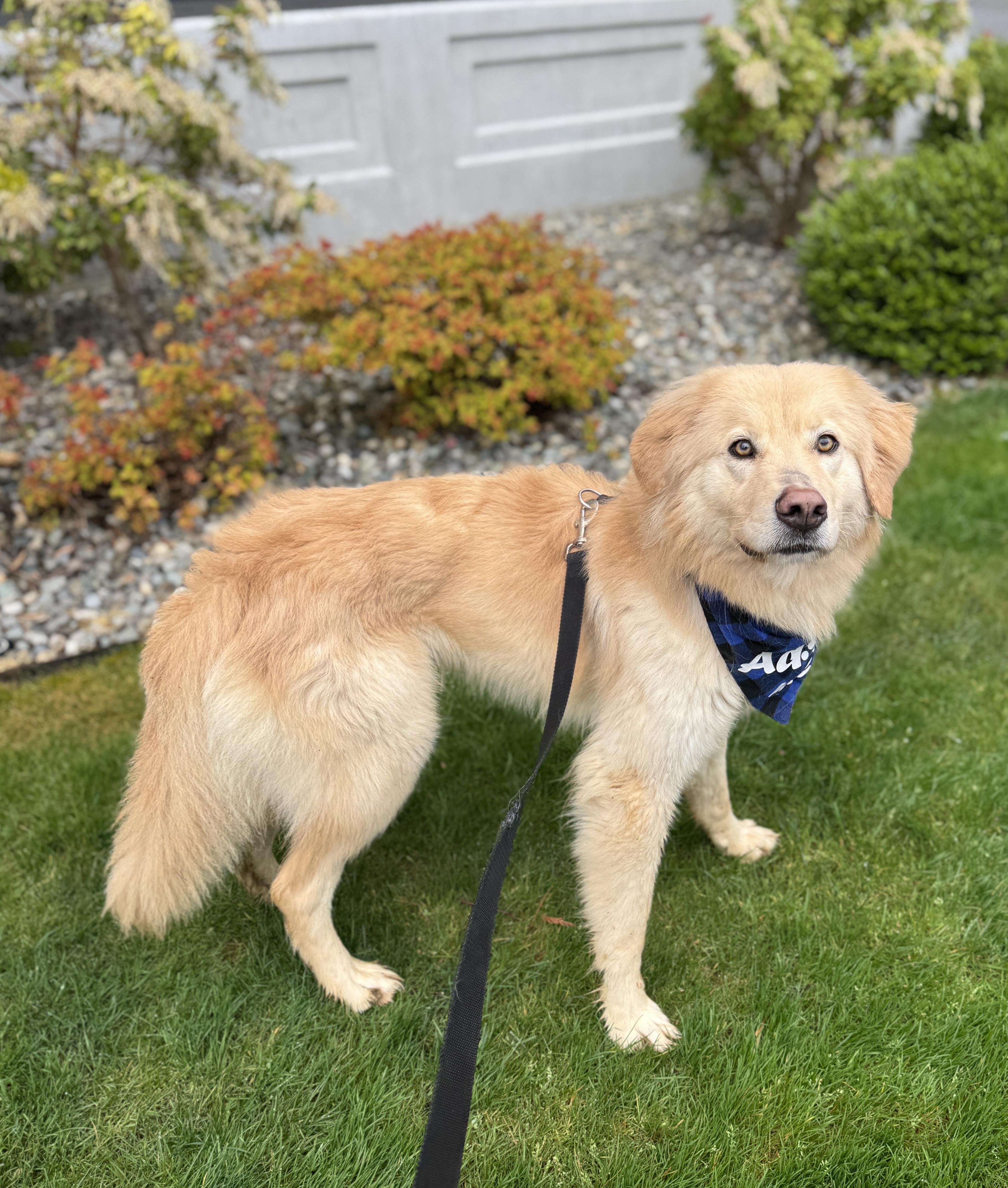 Marvin, a Adoptable mixed breed in lynnwood , WA image 2/6