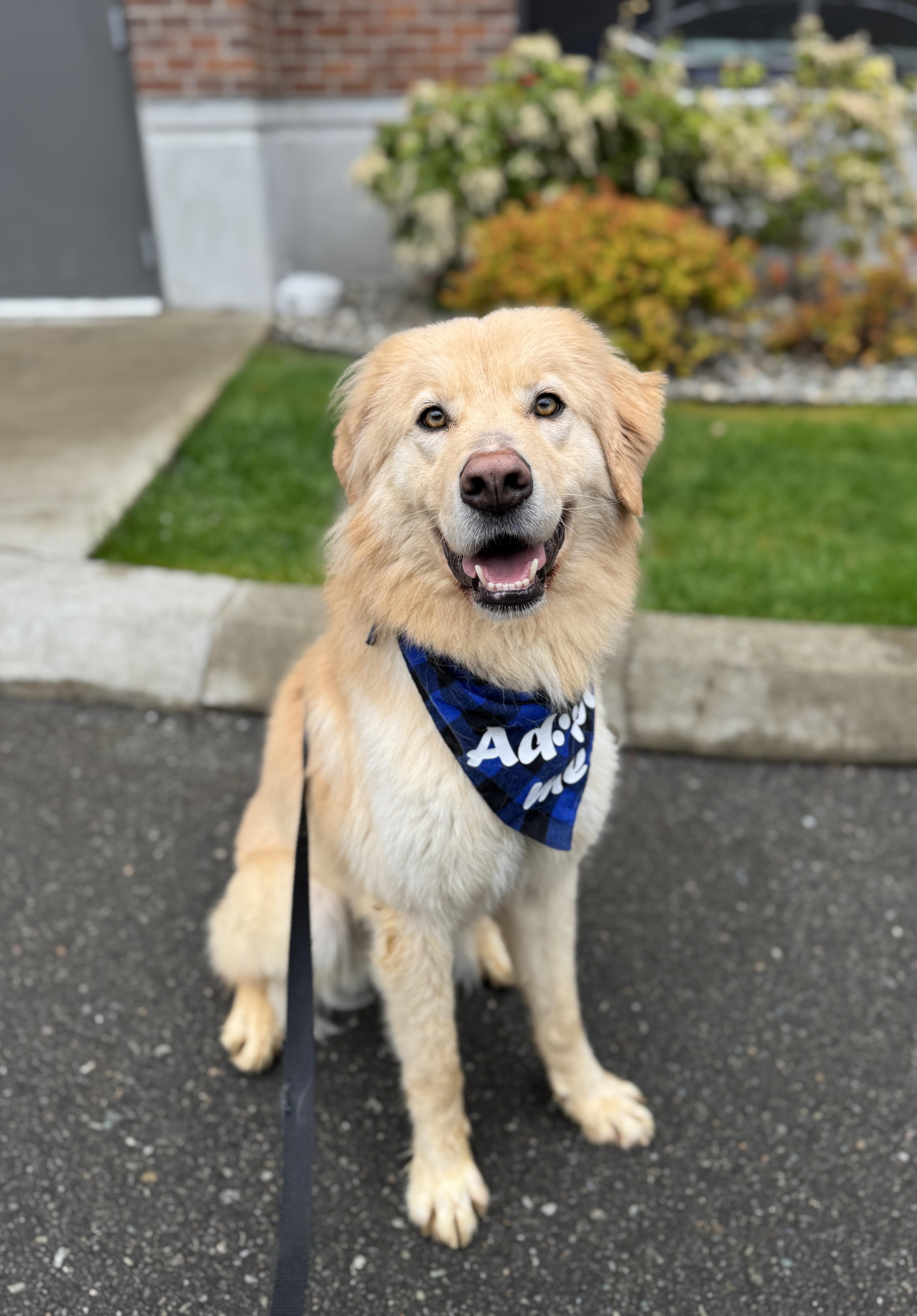 Marvin, Adoptable, Adult Male Golden Retriever & Husky.