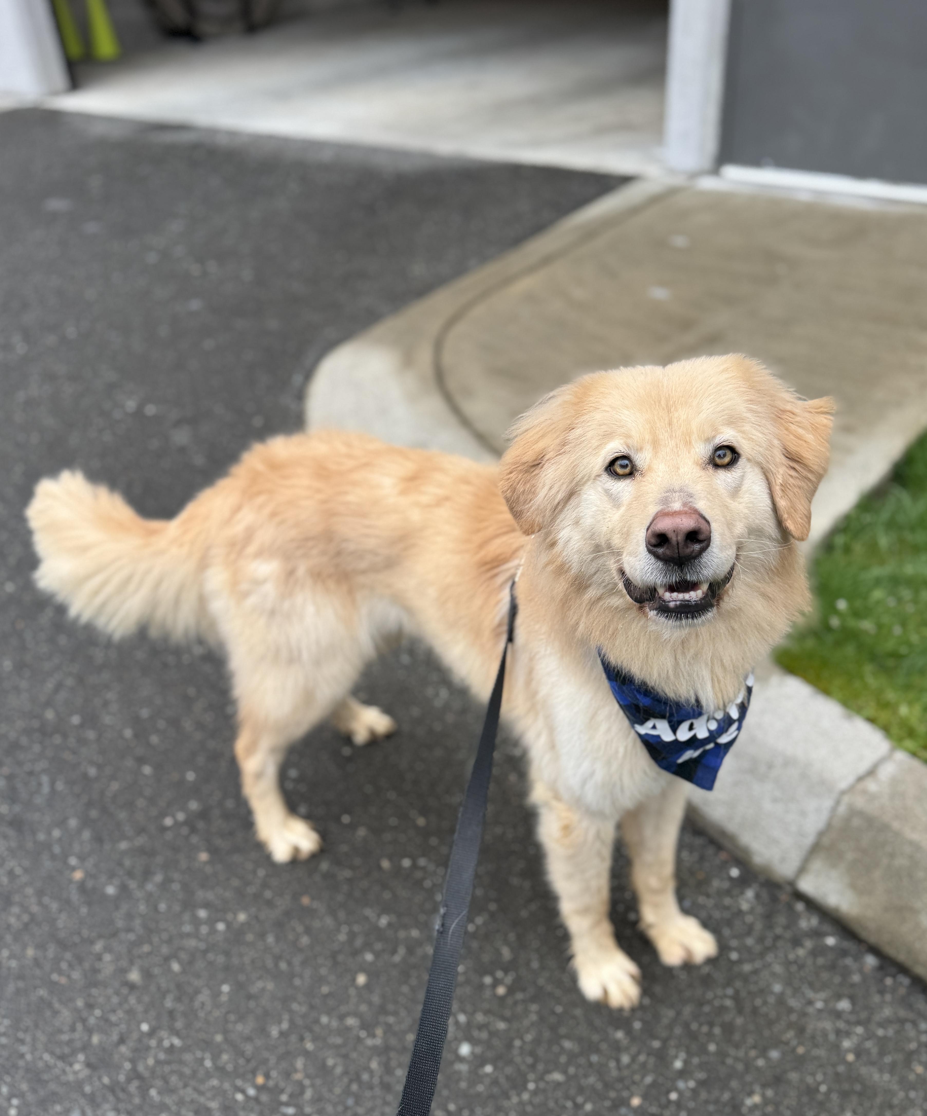 Marvin, a Adoptable mixed breed in lynnwood , WA image 3/6