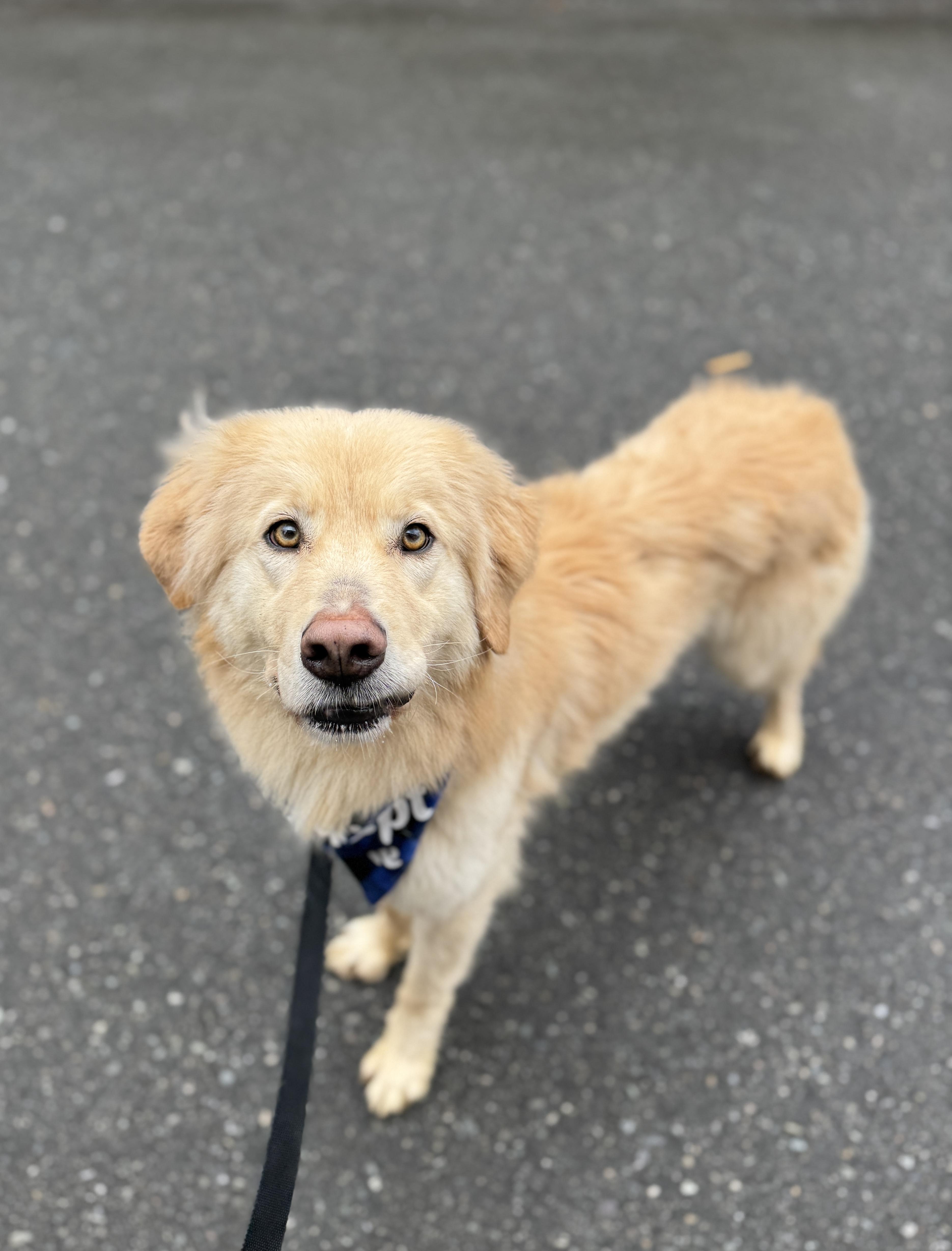 Marvin, a Adoptable mixed breed in lynnwood , WA image 6/6