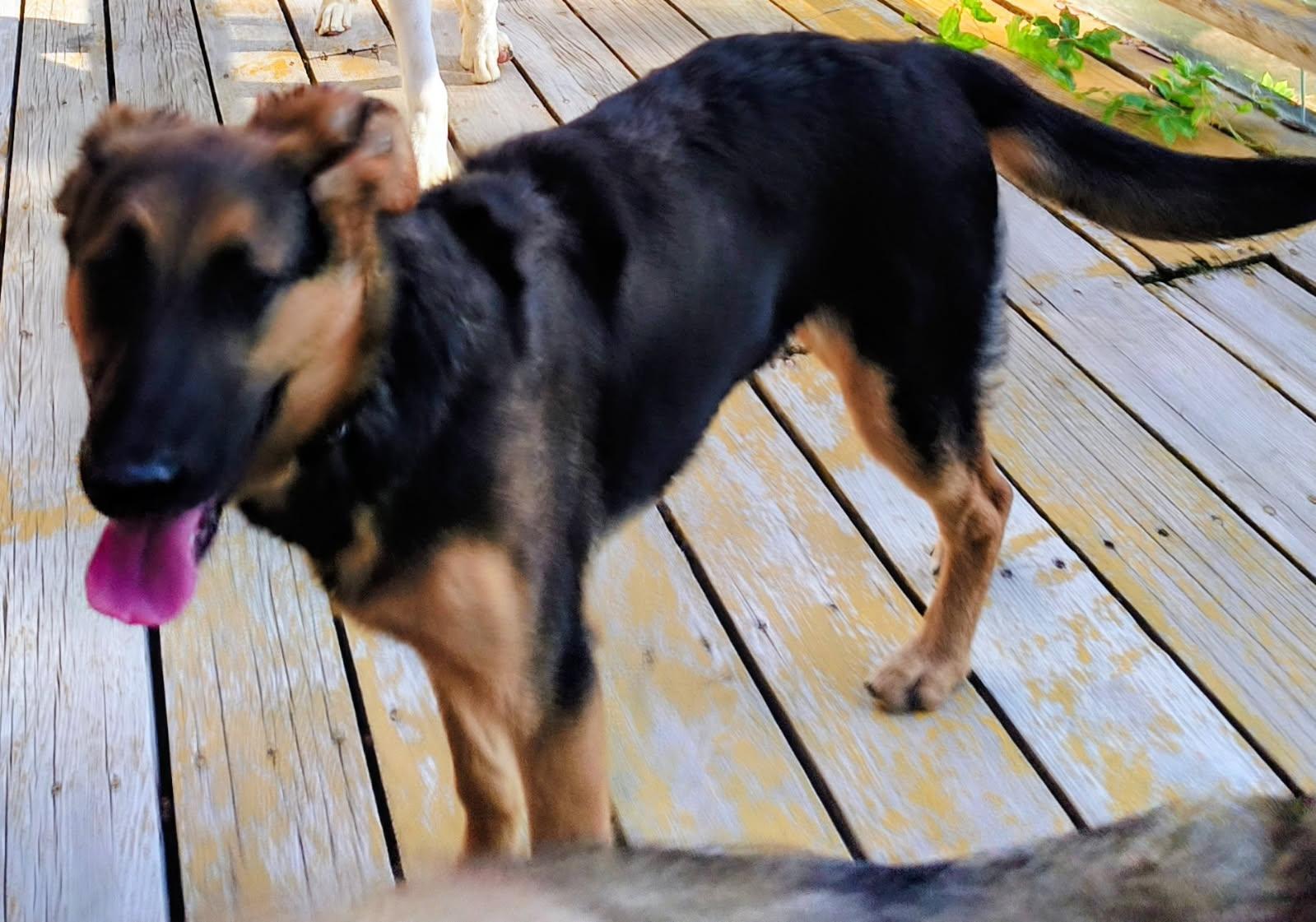 Sasha, a ADOPTABLE mixed breed in Lafayette, CA image 1/2