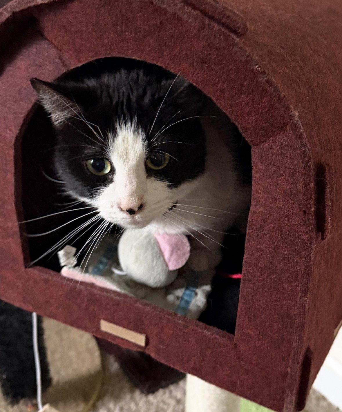 Patches, Adoptable, Adult Female Tuxedo.