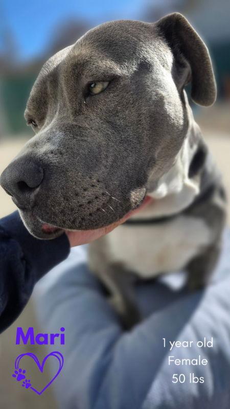 Enlarge Marion (Mari), a Adopted Pit Bull Terrier in Monte Vista, CO image 1/3