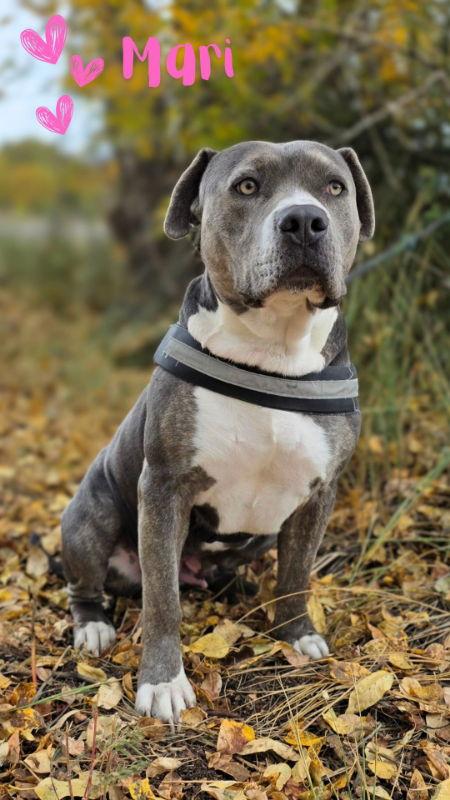 Enlarge Marion (Mari), a Adopted Pit Bull Terrier in Monte Vista, CO image 2/3