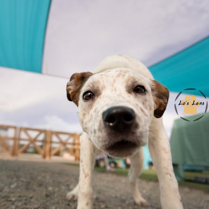 Enlarge CHIEF, a Adoptable mixed breed in Loveland, CO image 4/6