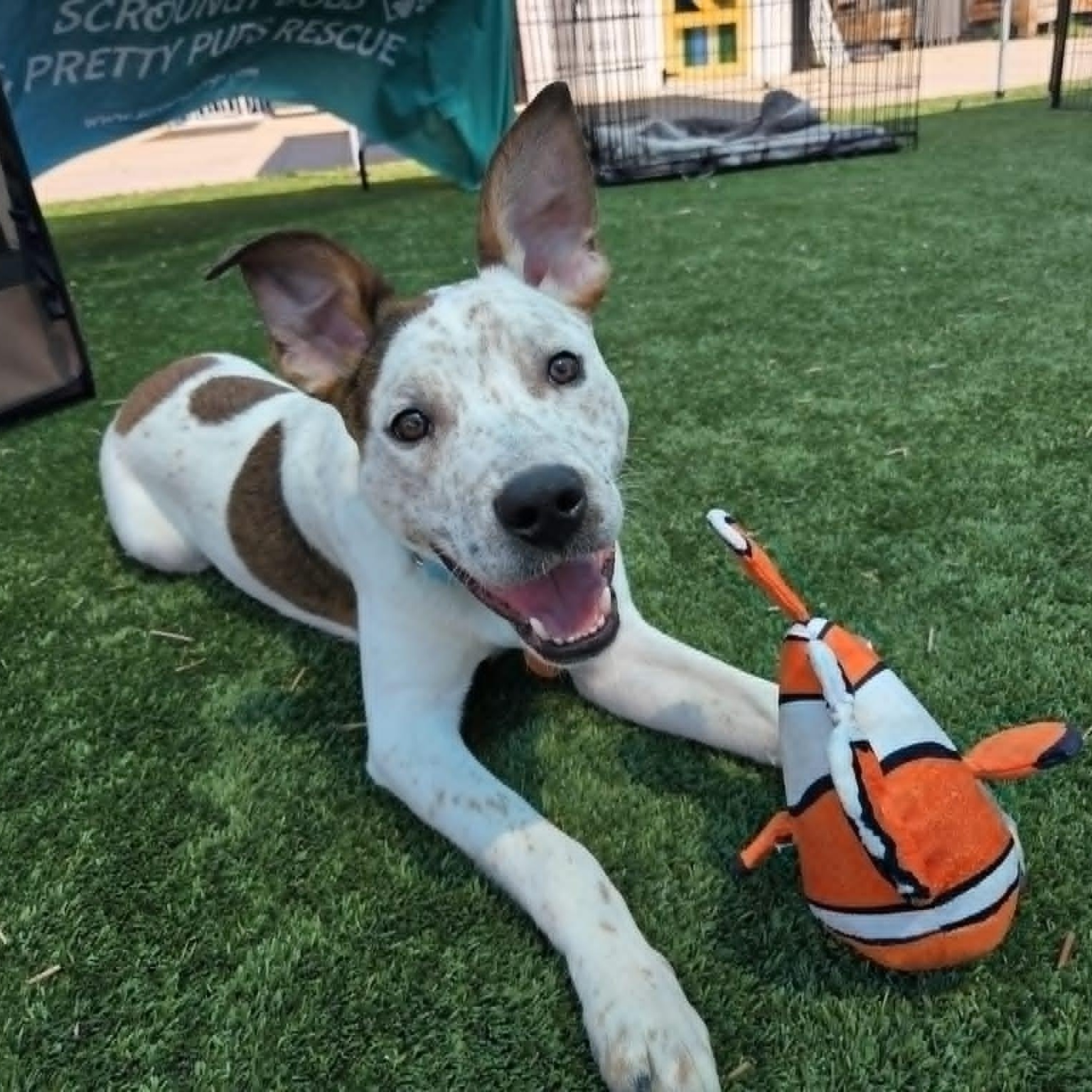 CHIEF, Adoptable, Young Male Mixed Breed & Australian Cattle Dog / Blue Heeler.