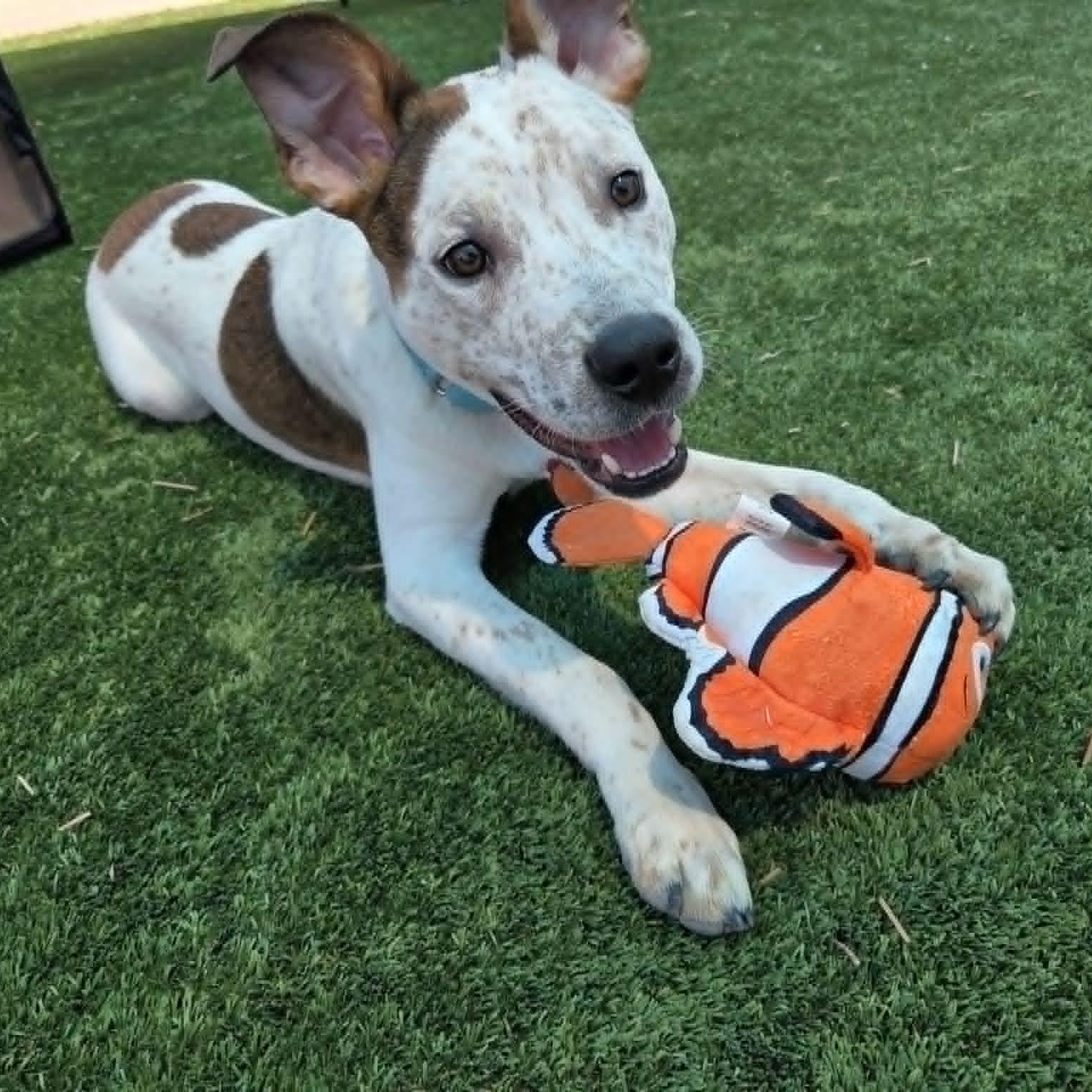Enlarge CHIEF, a Adoptable mixed breed in Loveland, CO image 6/6