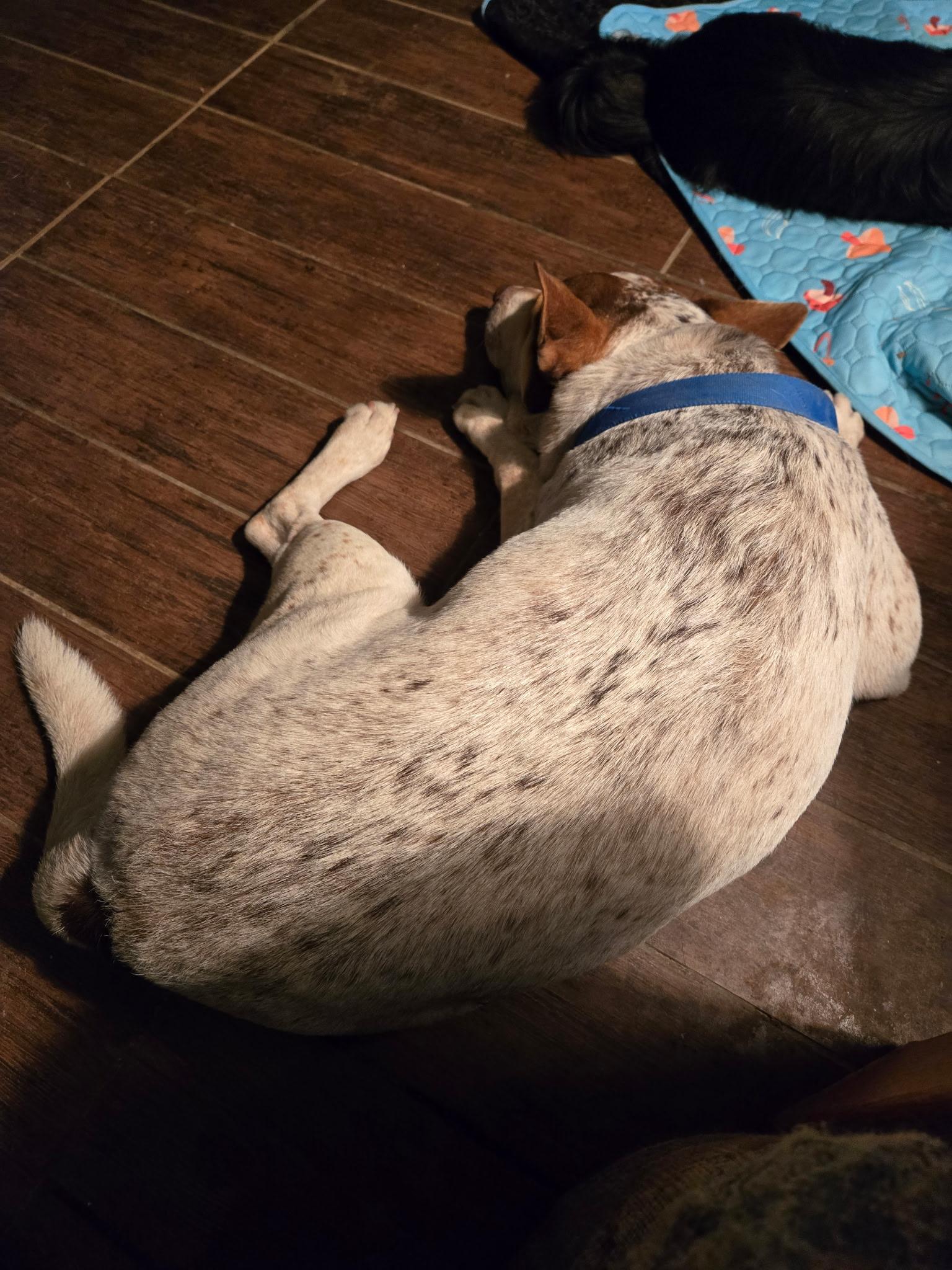 BonJovi, a Adoptable mixed breed in Fort Worth, TX image 2/2