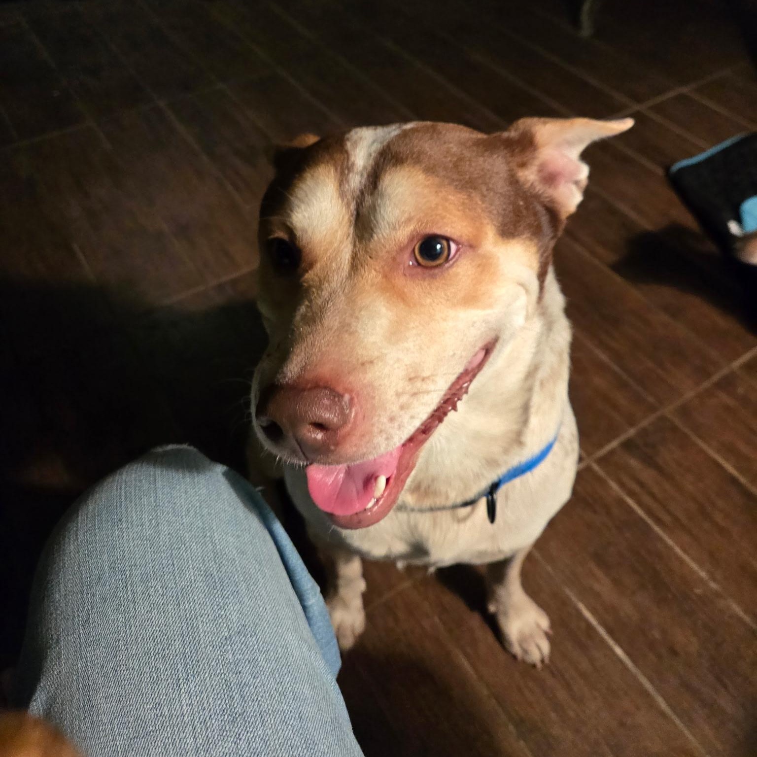 BonJovi, Adoptable, Adult Male Australian Cattle Dog / Blue Heeler.