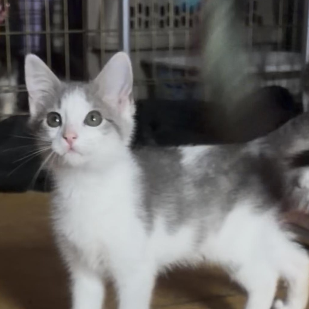 Benny, Adoptable, Kitten Male Tuxedo.