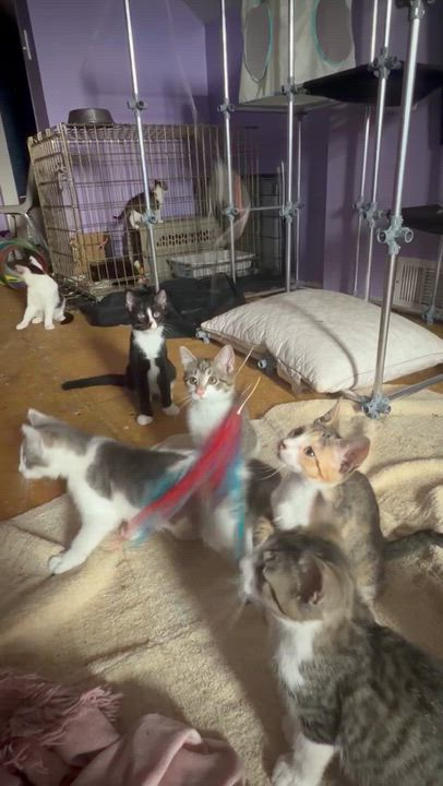 Enlarge Benny, a Adoptable mixed breed in Newark valley, NY video 5/5